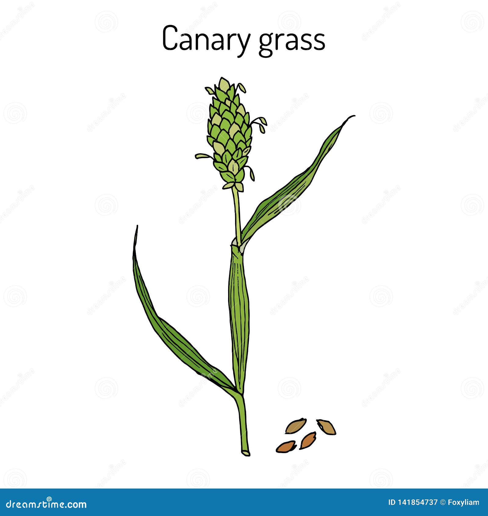 Canary Grass Stock Illustrations 35 Canary Grass Stock Illustrations Vectors Clipart Dreamstime