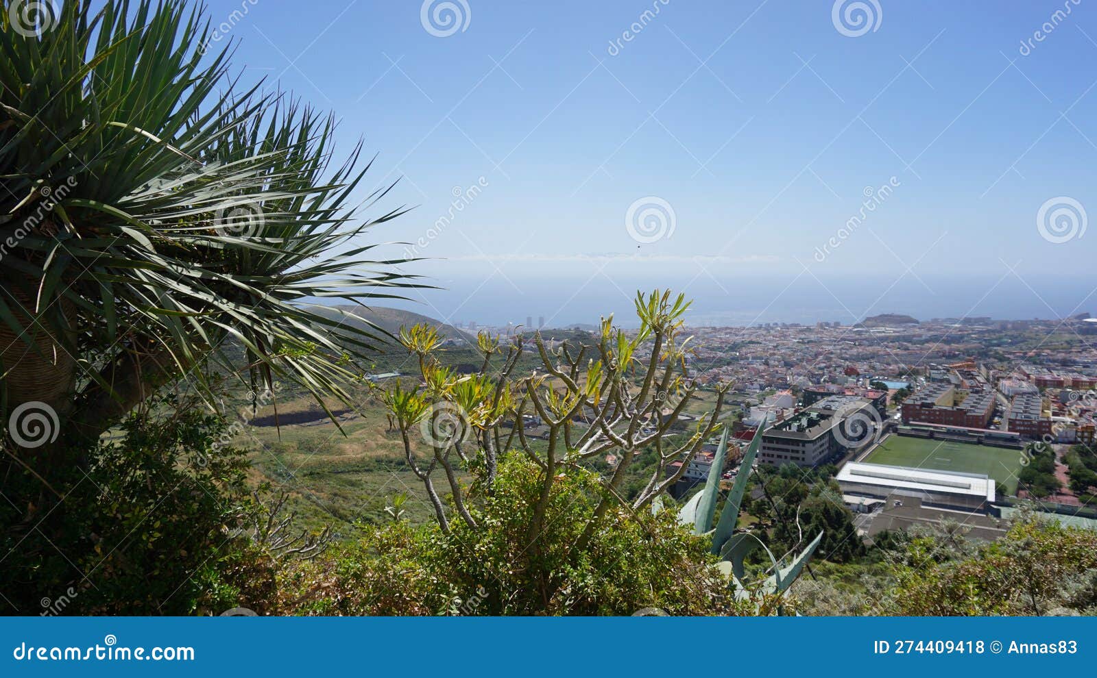 Canary Islands Endemic Plants on the Sunny Spring Day in the High Part
