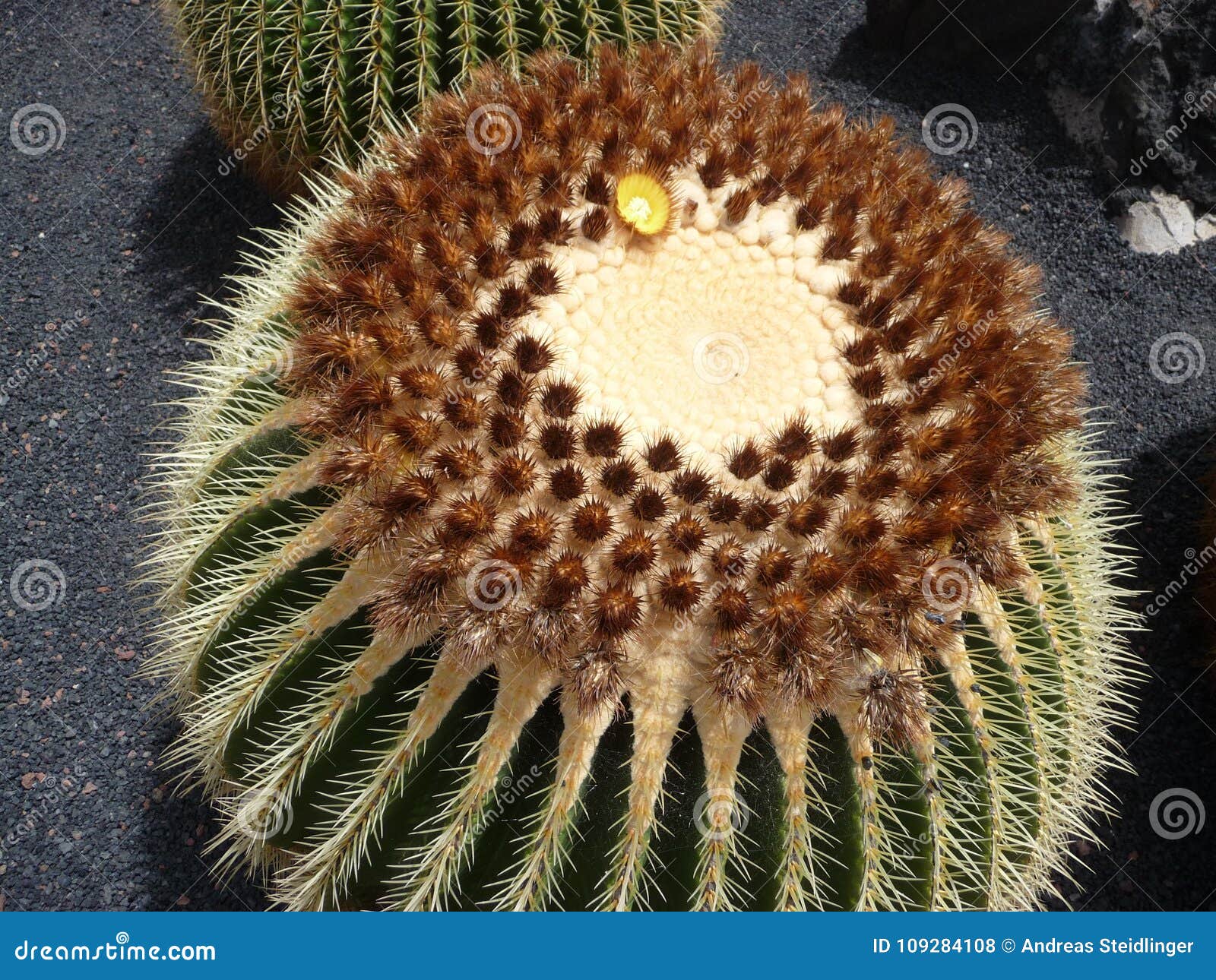 Cactus - Mother in Law Seat Stock Photo - Image of garden, canaria:  109284108