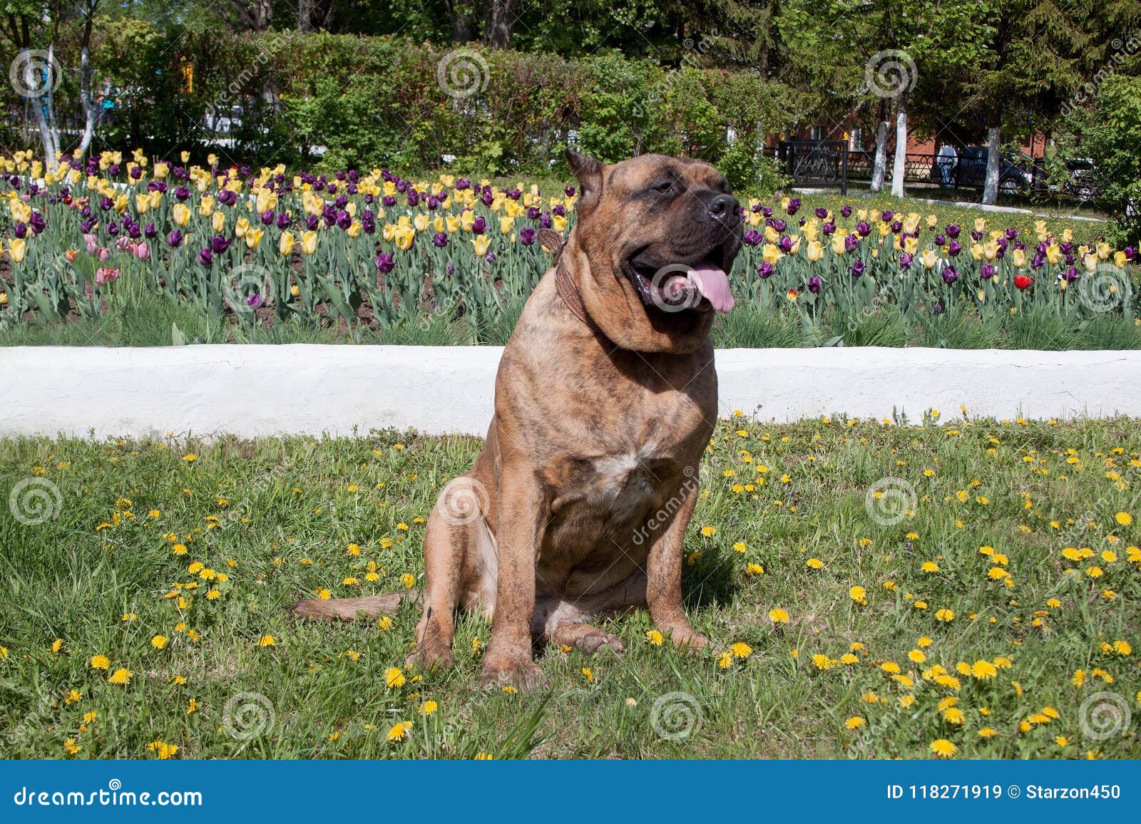 canary mastiff is sitting near a flower bed with tulips. perro de presa canario or canarian molosser.