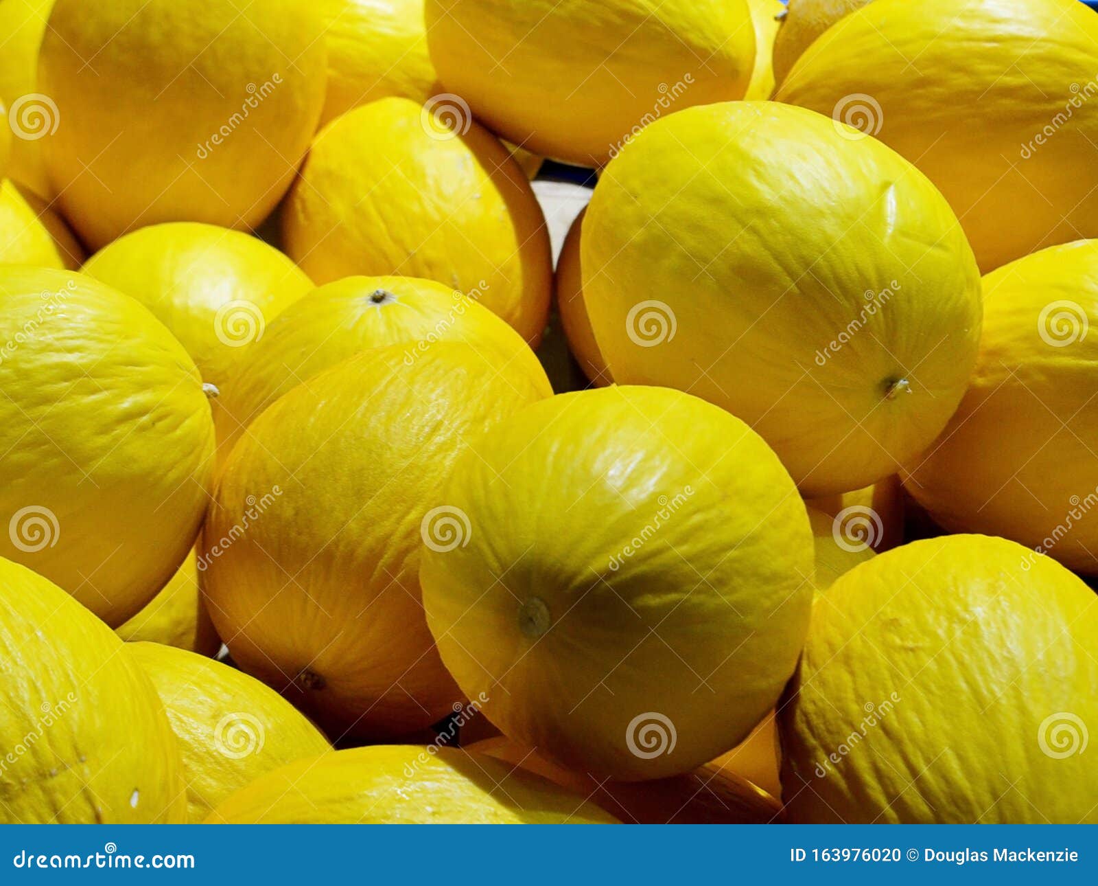 canary desert owl melon canary desert owl melon