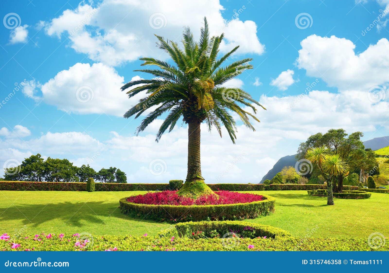 canary palm in the garden of the miradouro of ponta do sossego on the island of sao miguel in the azores archipelago
