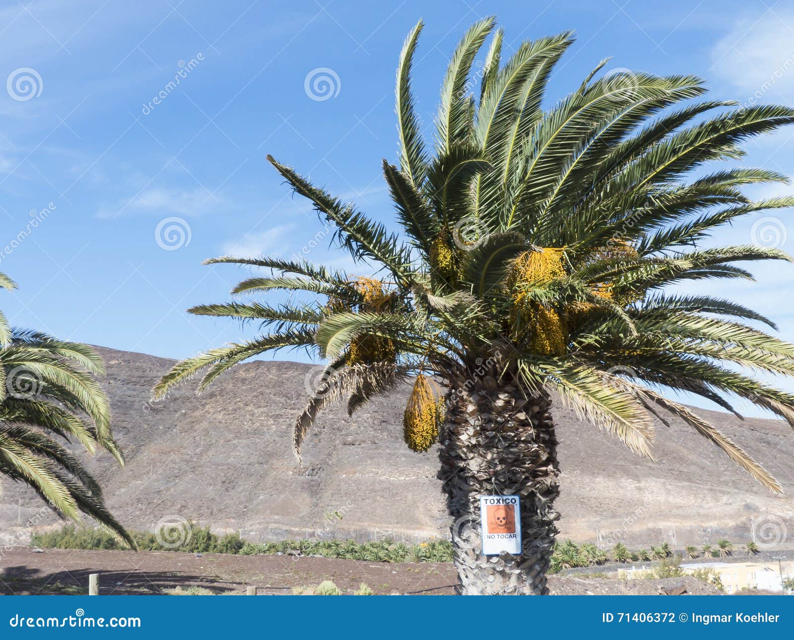 Canary Palm Tree, Scientific Name Is Phoenix Canariensis Royalty-Free