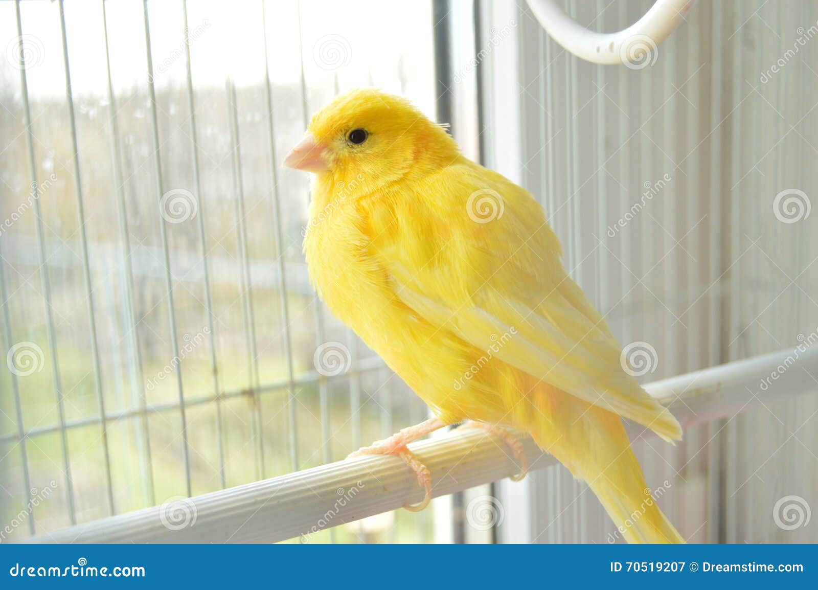 canary