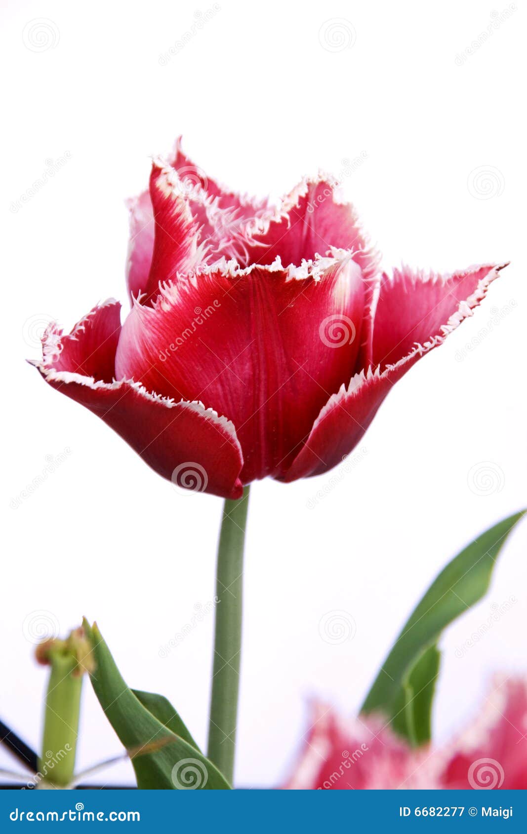canasta tulip