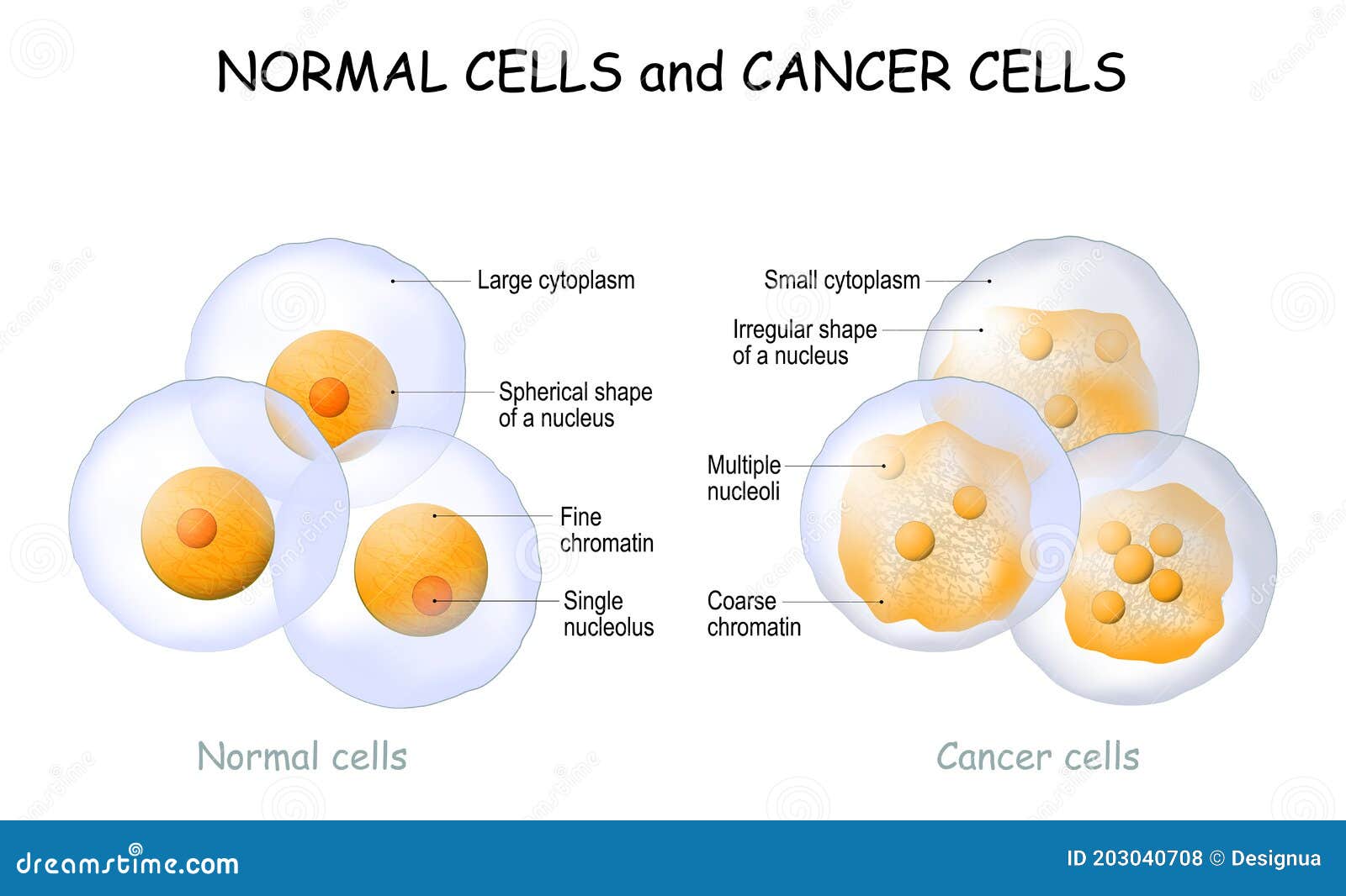 Cancer Cell Types