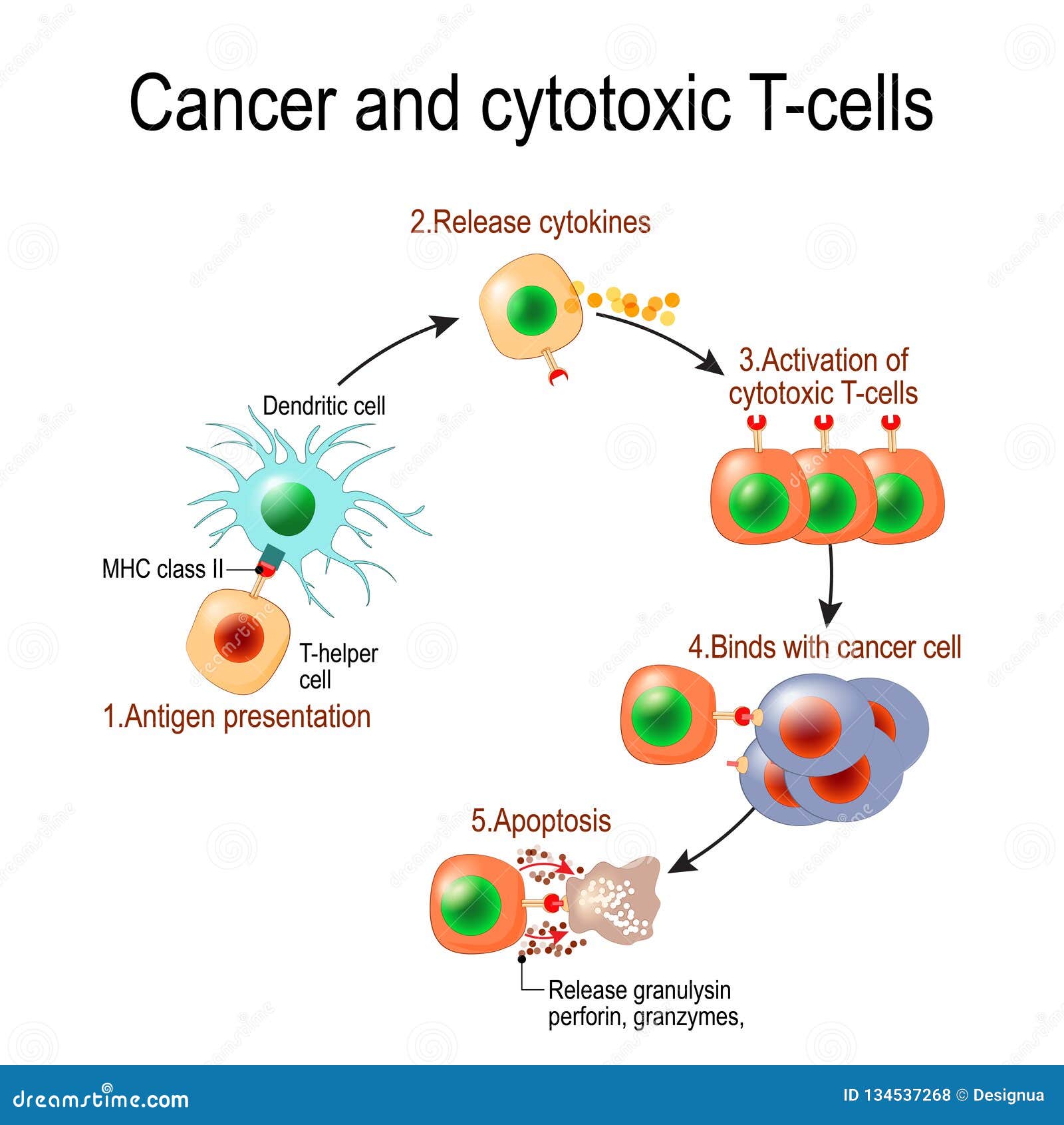 cancer and cytotoxic t-cells