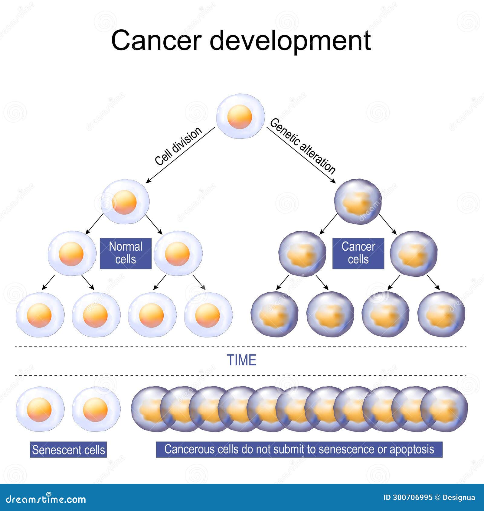 Oncogenesis Stock Illustrations โ 14 Oncogenesis Stock Illustrations ... Biology Diagrams