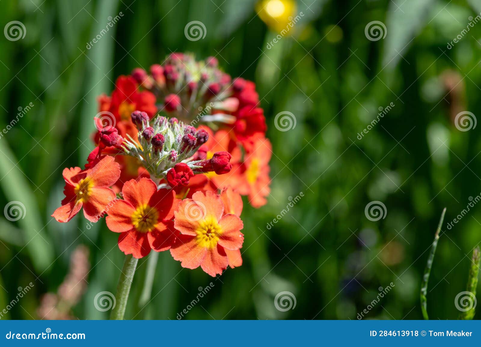 Candelabra Primrose (primula Bulleyana Stock Photo Image of head