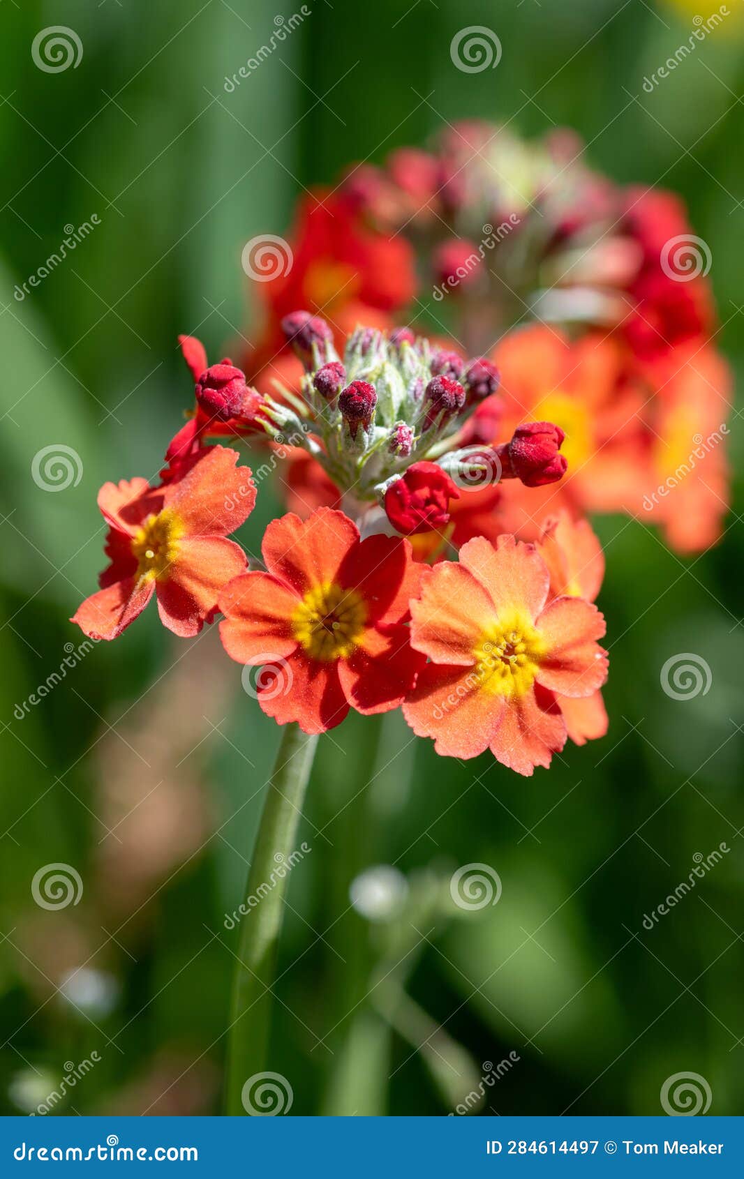 Candelabra Primrose (primula Bulleyana Stock Image Image of gardening