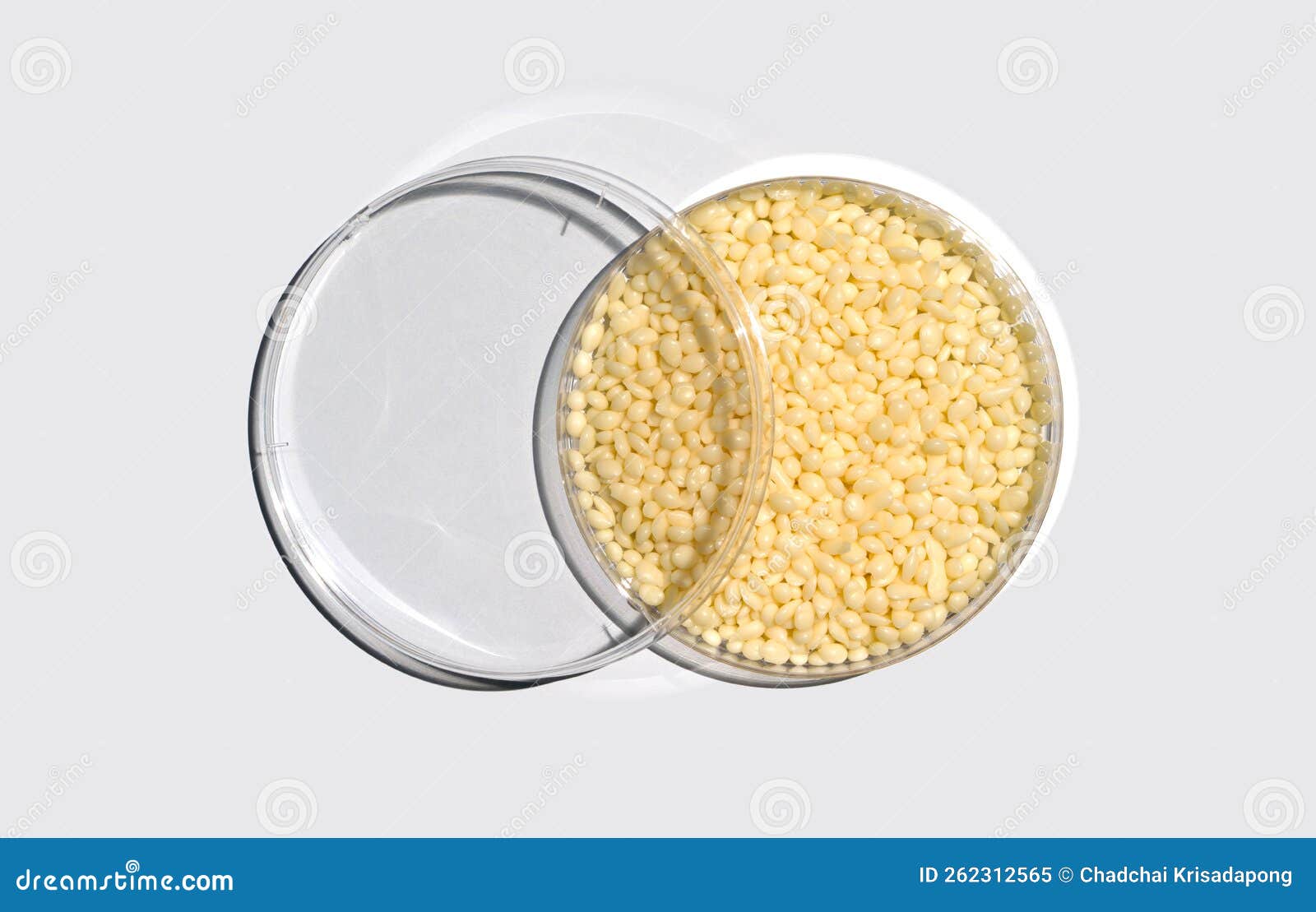 Organic Candelilla Wax in Chemical Watch Glass, Yellow cosmetic color (oil)  and broadleaf lady palm leaf on wooden background. (Top View Stock Photo -  Alamy