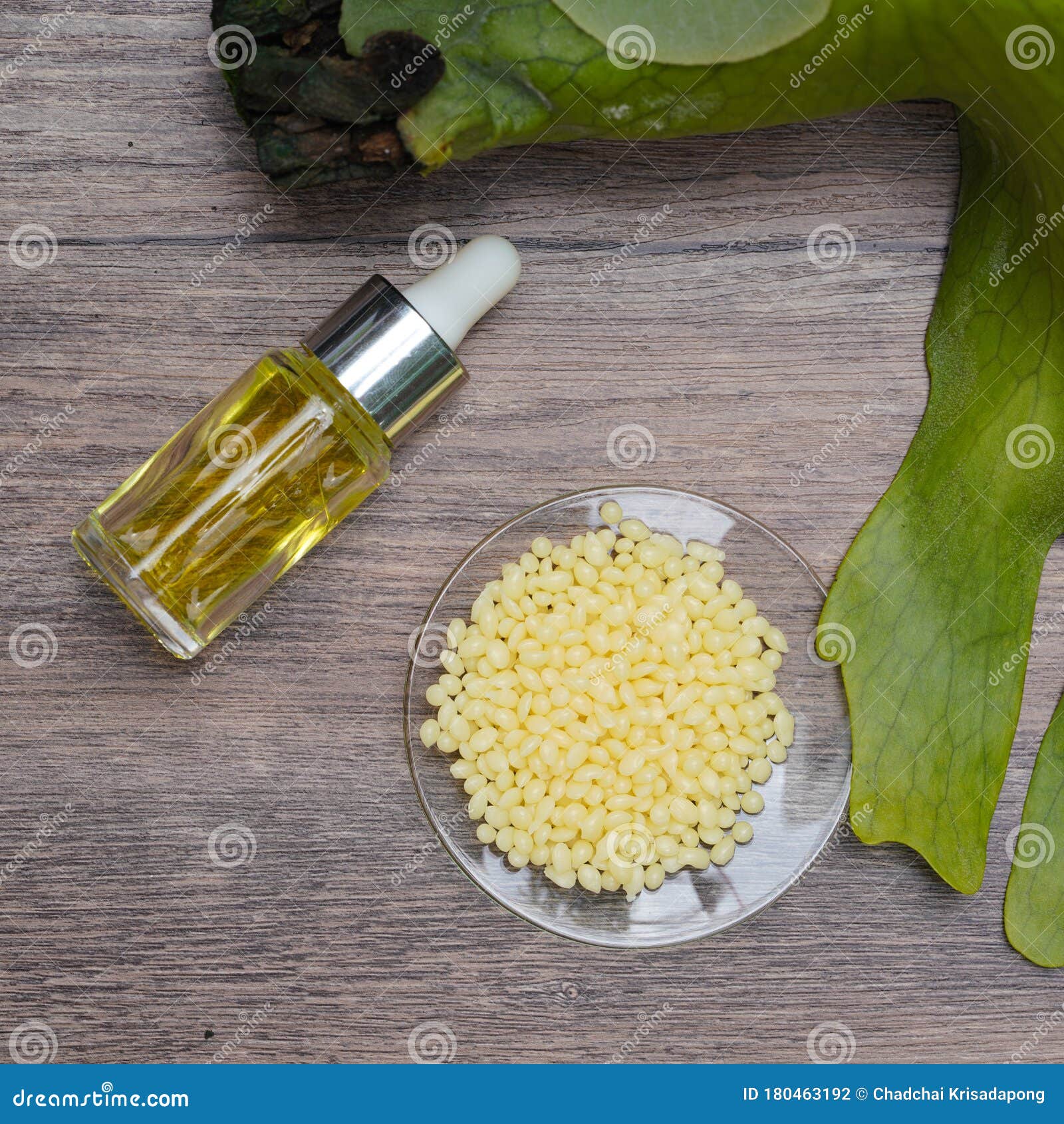 Organic Candelilla Wax in Chemical Watch Glass, Yellow cosmetic color (oil)  and broadleaf lady palm leaf on wooden background. (Top View Stock Photo -  Alamy