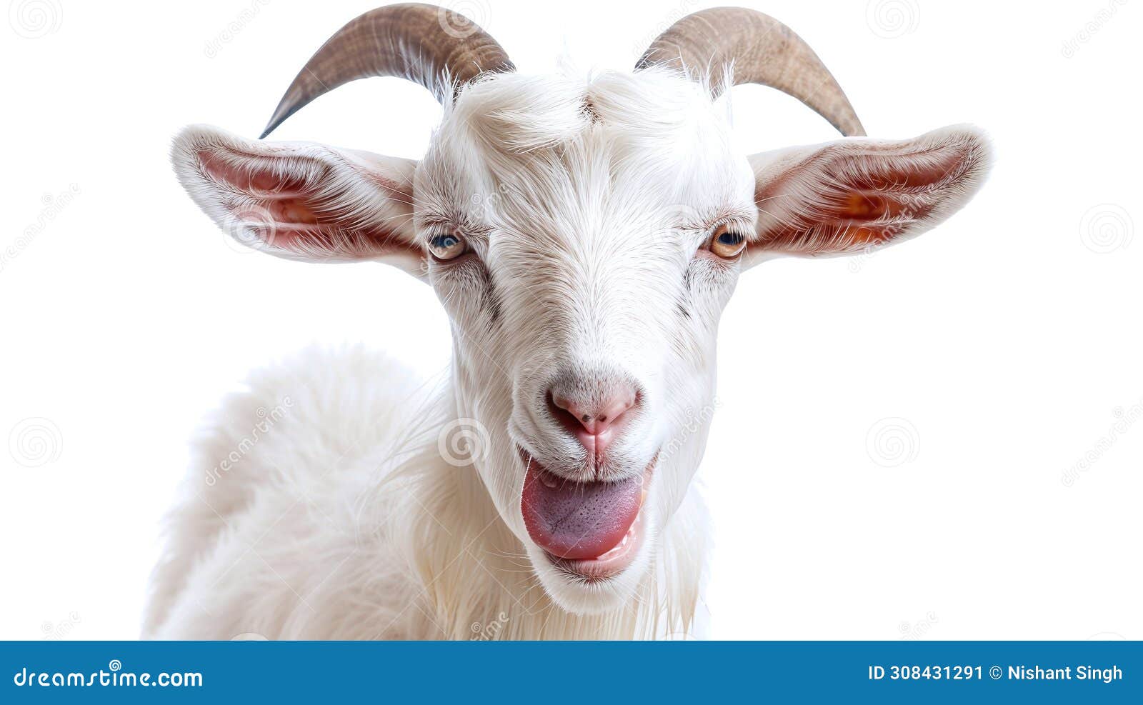 quirky white goat showing tongue in close-up portrait on white