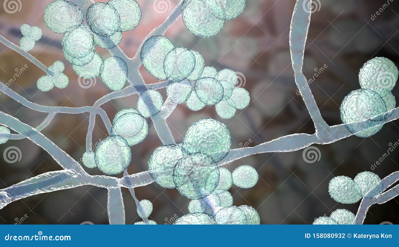 Candida Auris Fungi Emerging Multidrug Resistant Fungus Stock