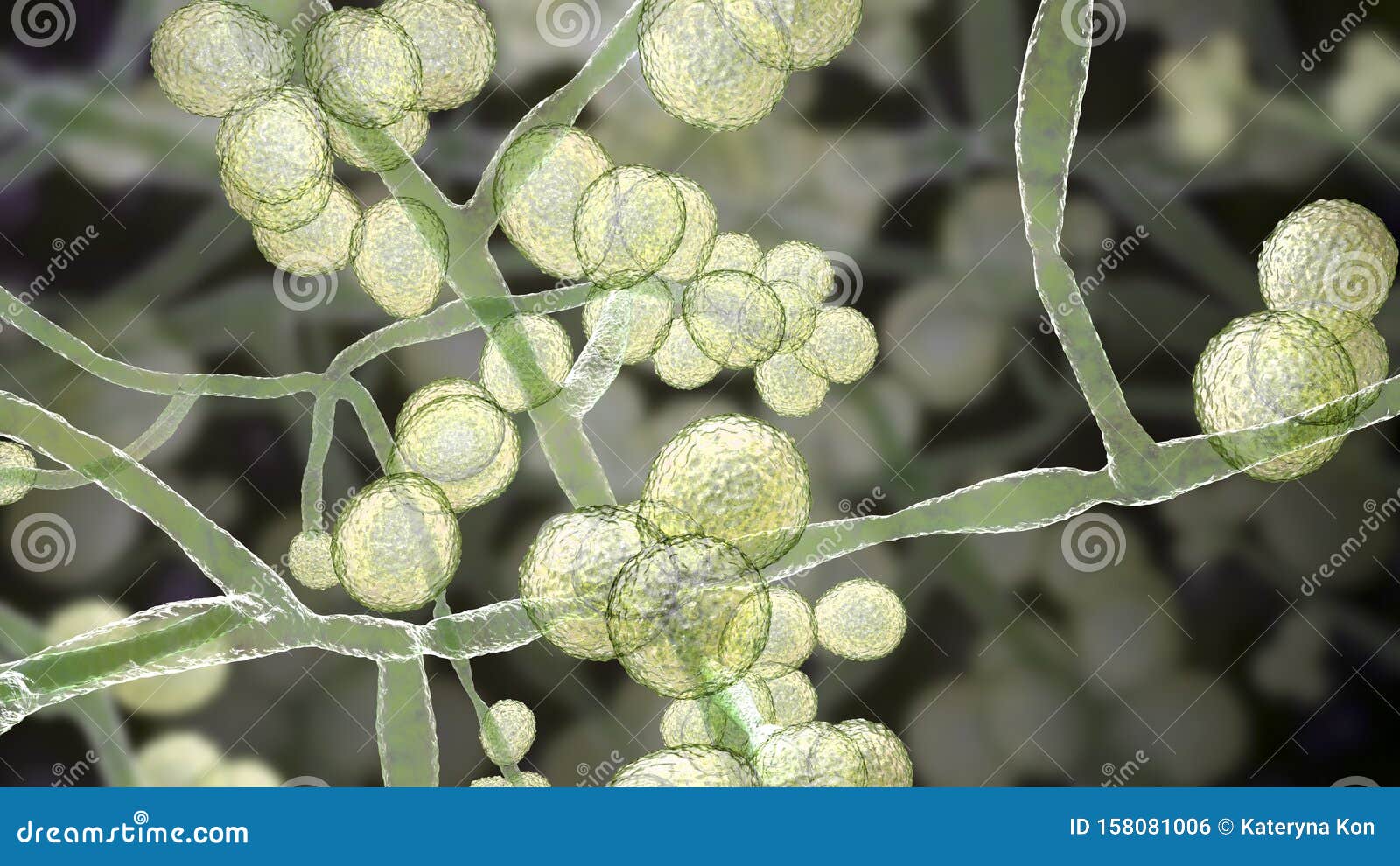 Candida Auris Fungi Stock Illustration Illustration Of Invasive