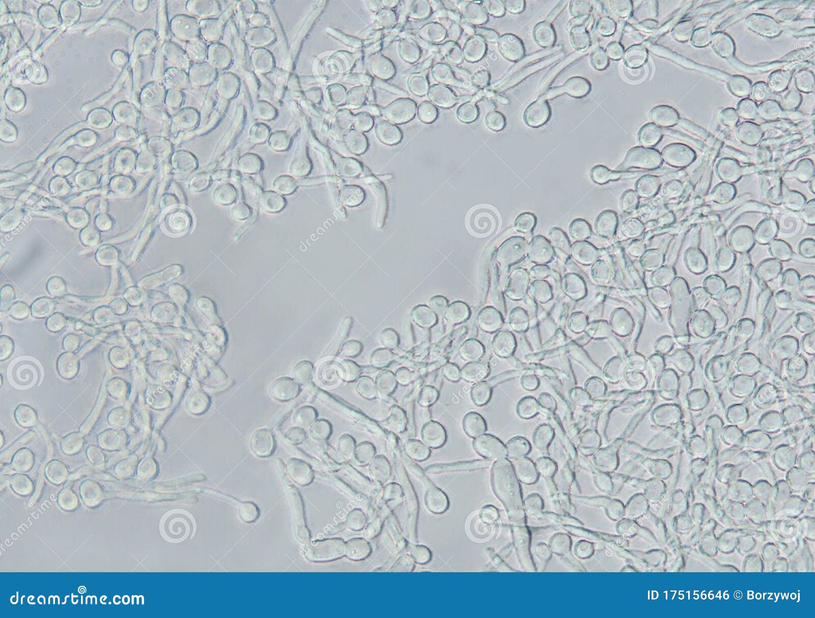 Candida biofilm stock photo. Image of backgrounds, cells 175156646
