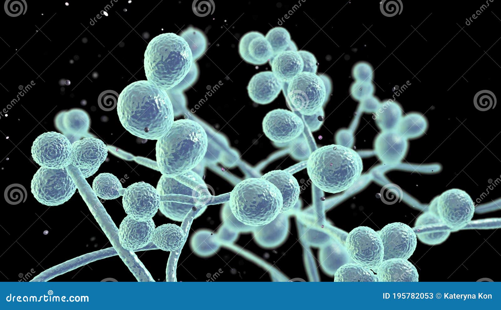 Candida Fungi, Human Pathogenic Yeasts Stock Illustration ...