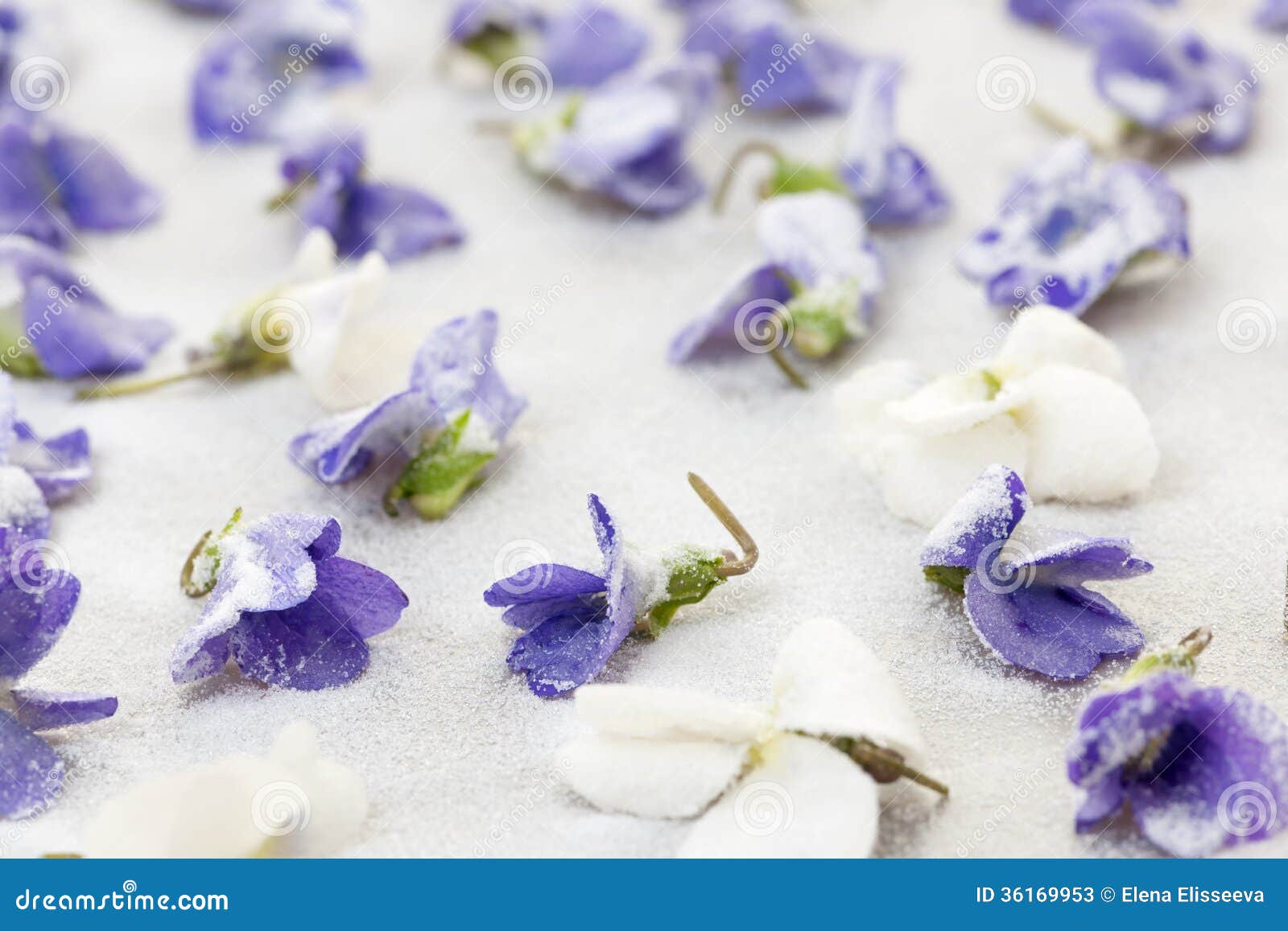 Candied violets stock image. Image of candying, organic 36169953