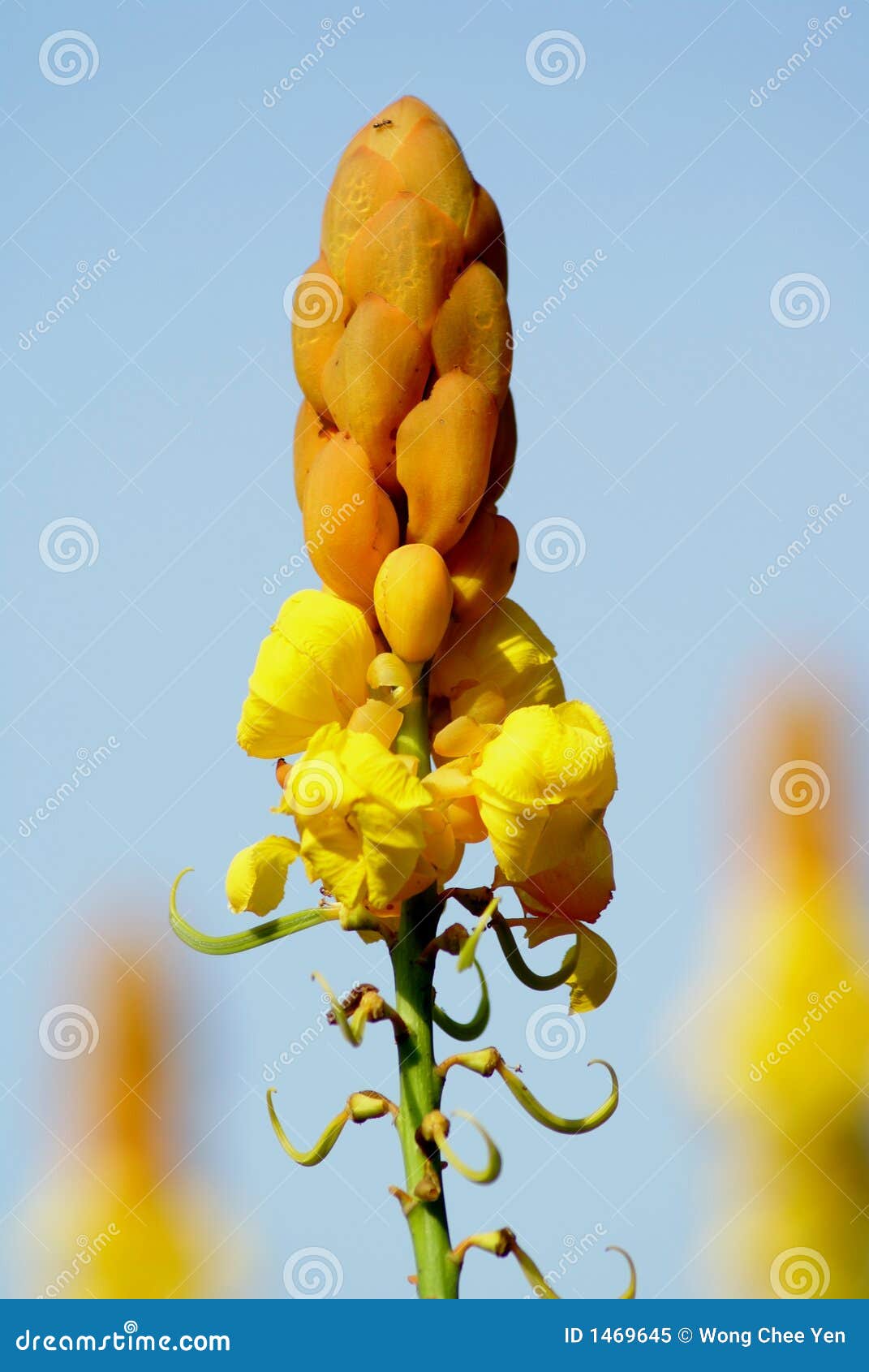 Candle bush flowers stock image. Image of gelenggang, blue 1469645