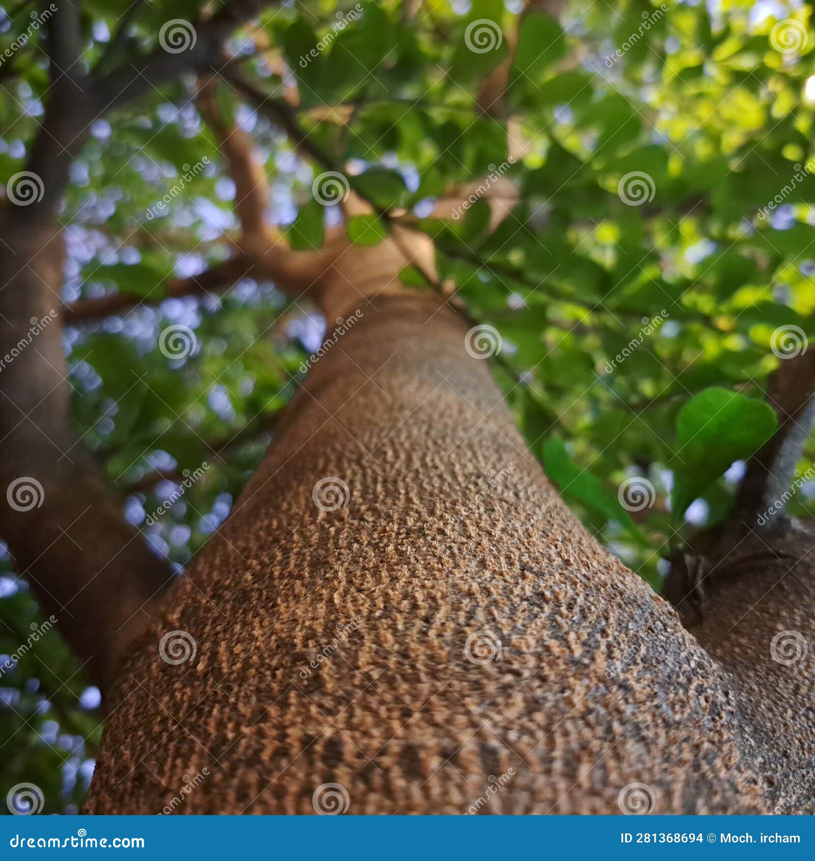 Candle Bush Tree in the Morning Stock Photo Image of produce, morning