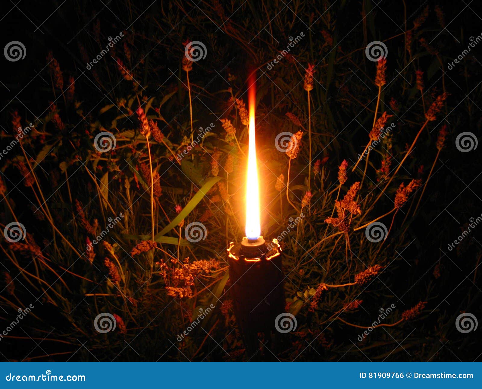 Candle of Peace for the World. Stock Photo Image of christmas, full