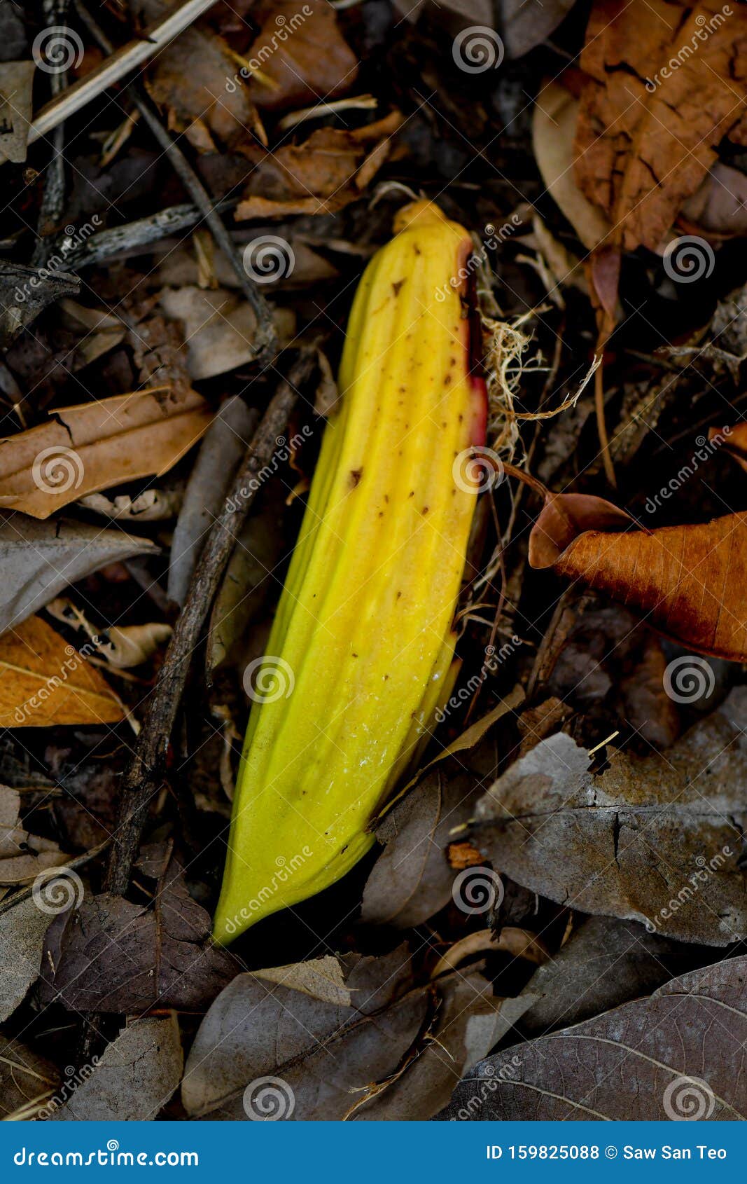 Parmentiera Edulis, Candle Tree Stock Photo Image of green, food