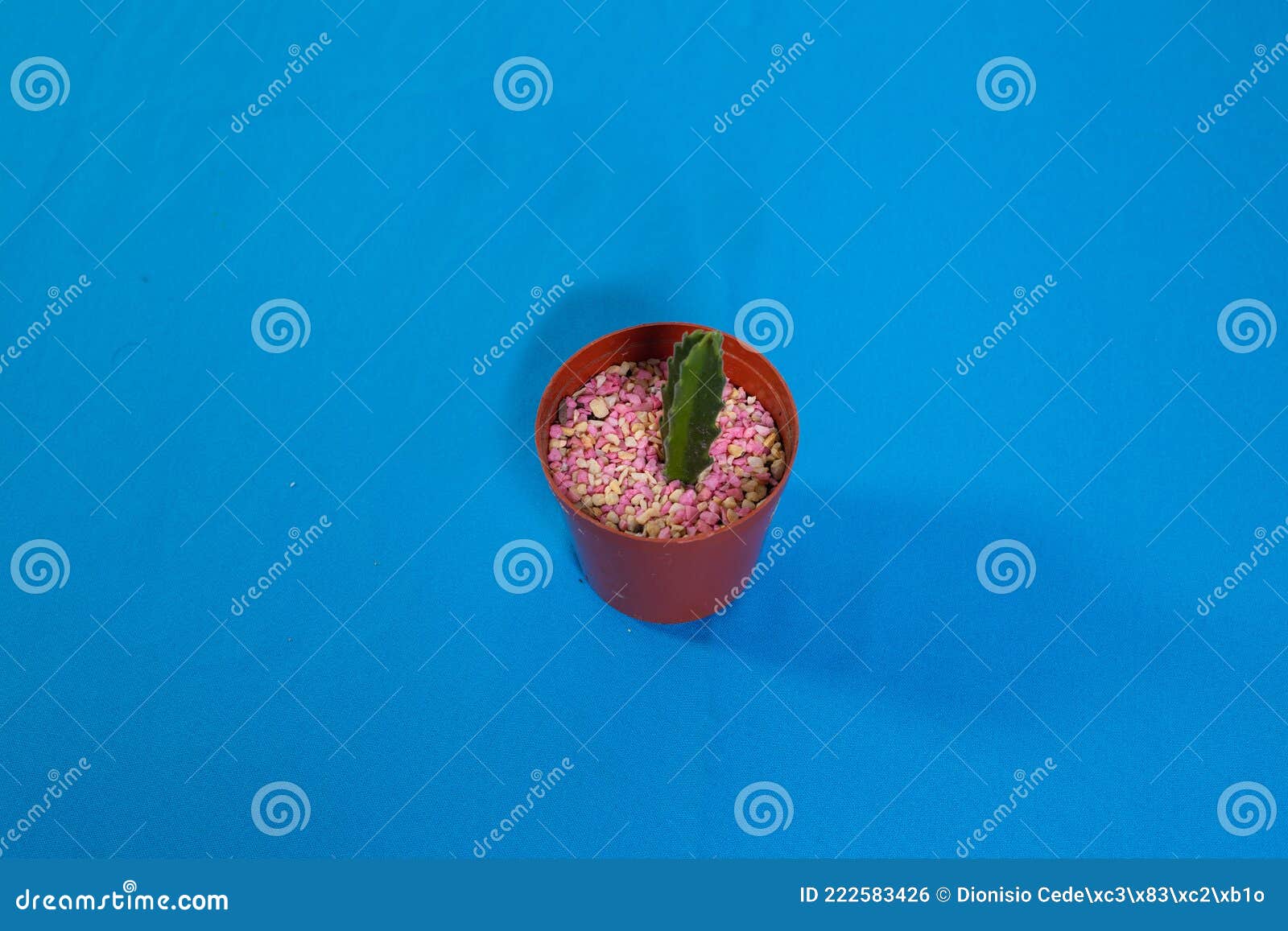 Candlestick Cactus in Chocolate Pot with Stones Stock Photo Image of