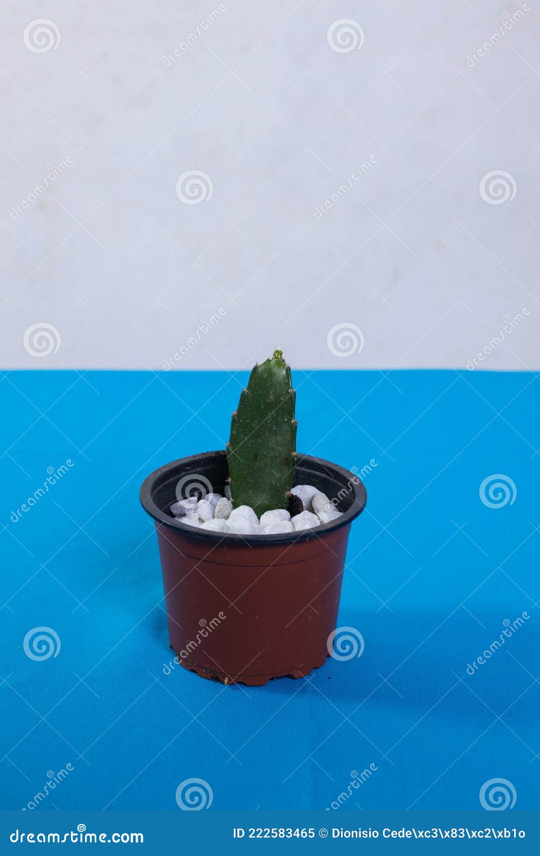 Candlestick Cactus in Chocolate Pot with Stones Stock Image Image of