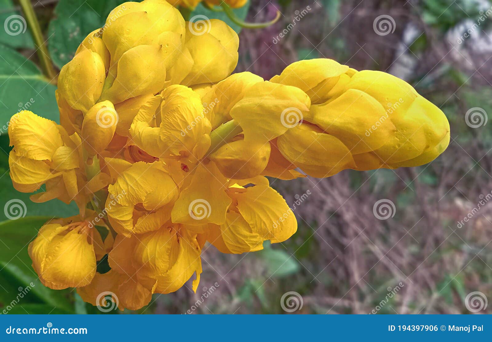 CANDLESTICK CASSIA stock photo. Image of candelabra 194397906