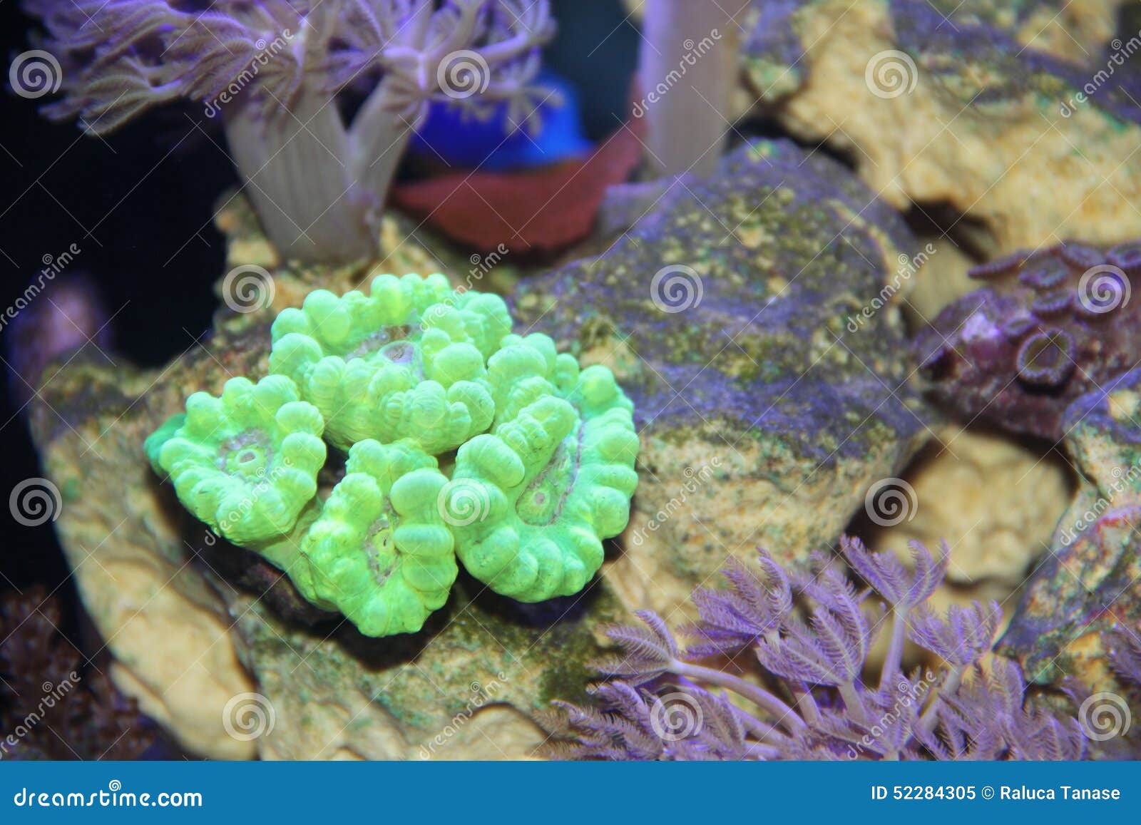 Candy Cane coral stock image. Image of rocks, saltwater 52284305
