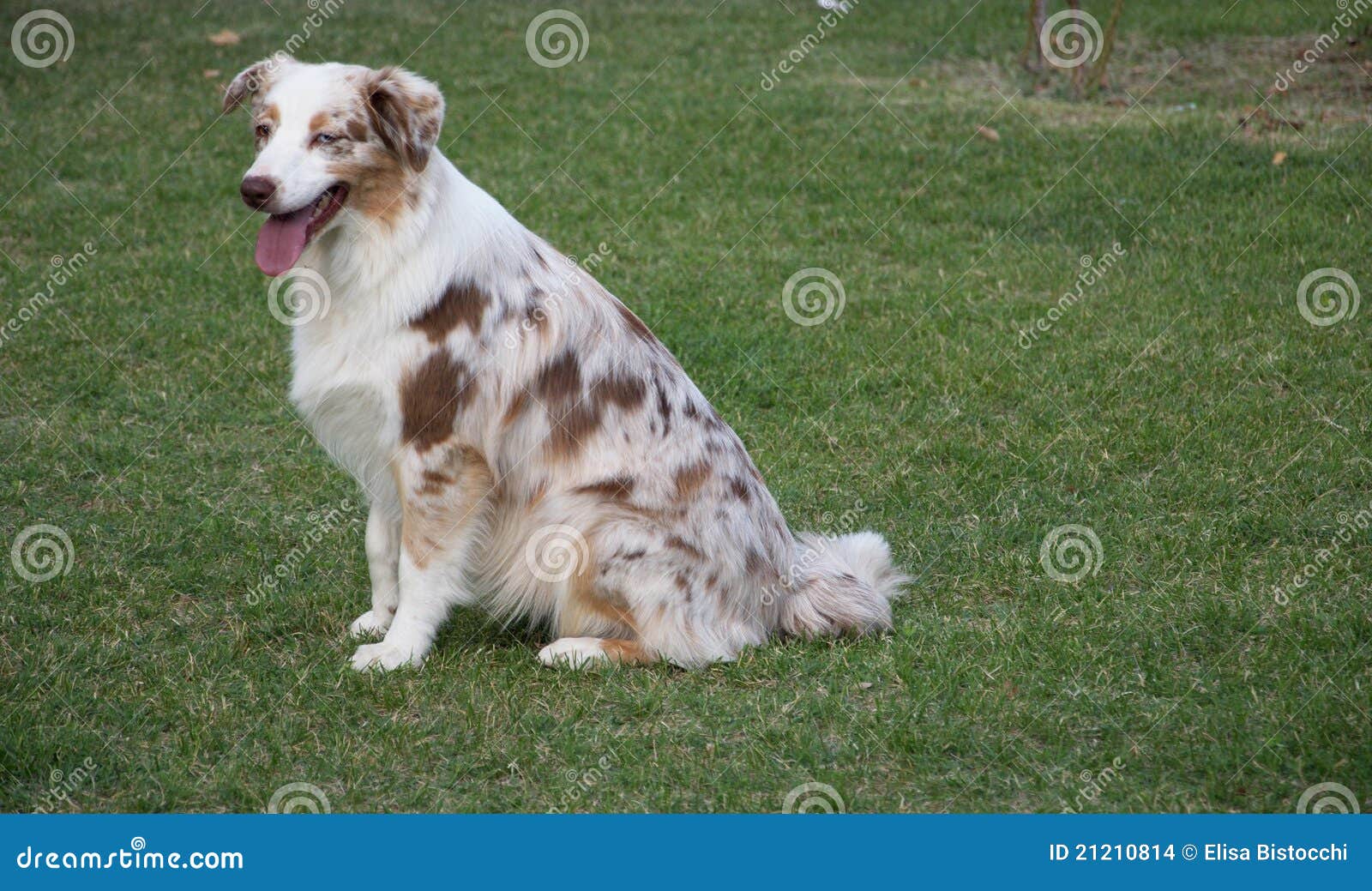 Cane australiano fotografia stock. Immagine di marrone 21210814