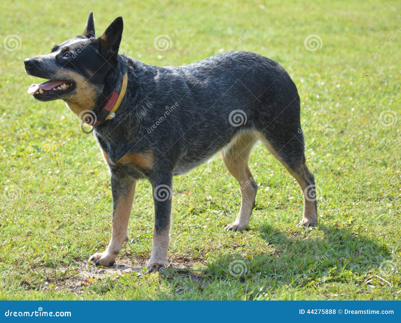 Cane Australiano Del Bestiame Fotografia Stock Immagine di mammifero