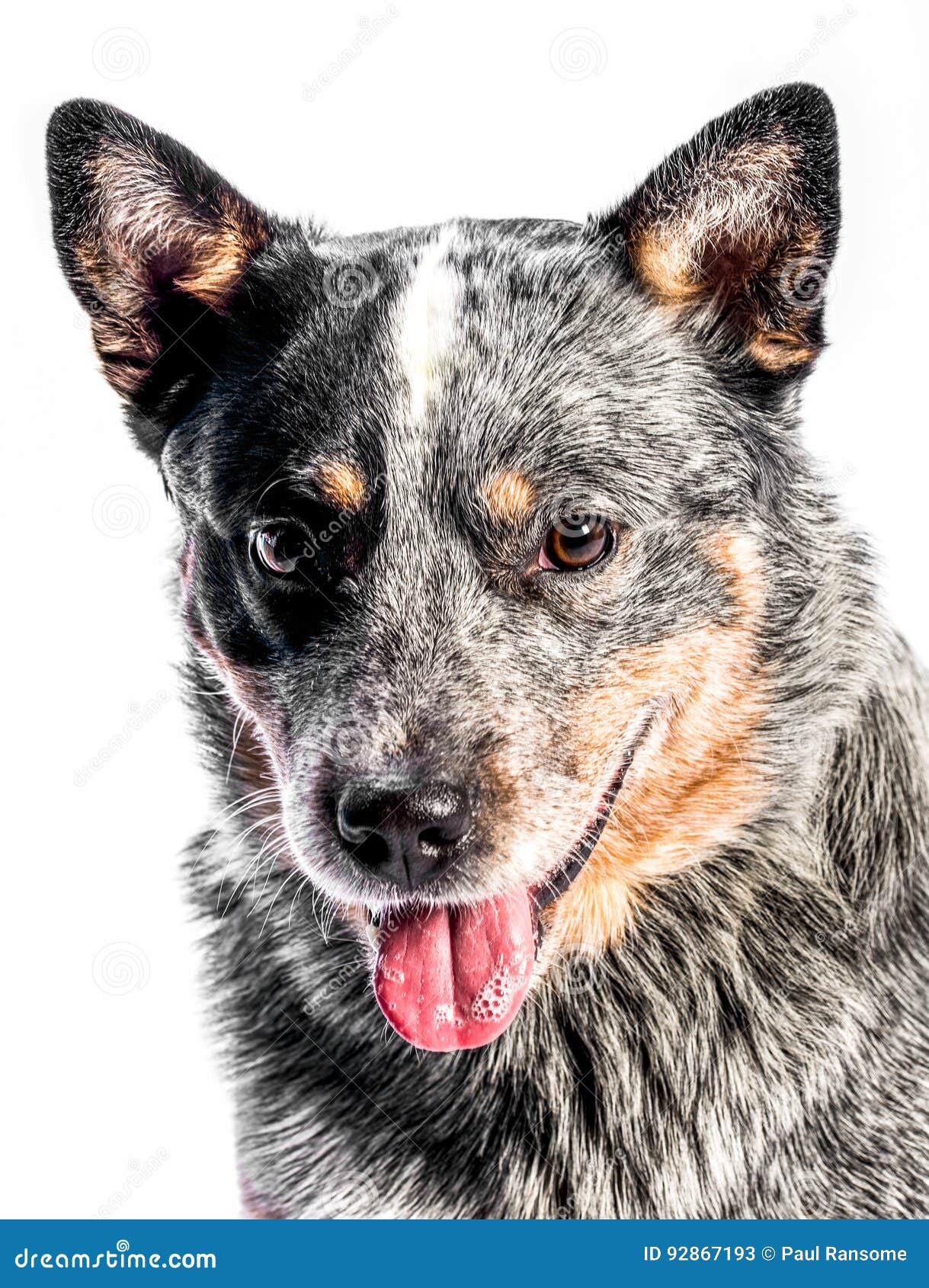 Cane Australiano Del Bestiame Immagine Stock Immagine di studio, coda