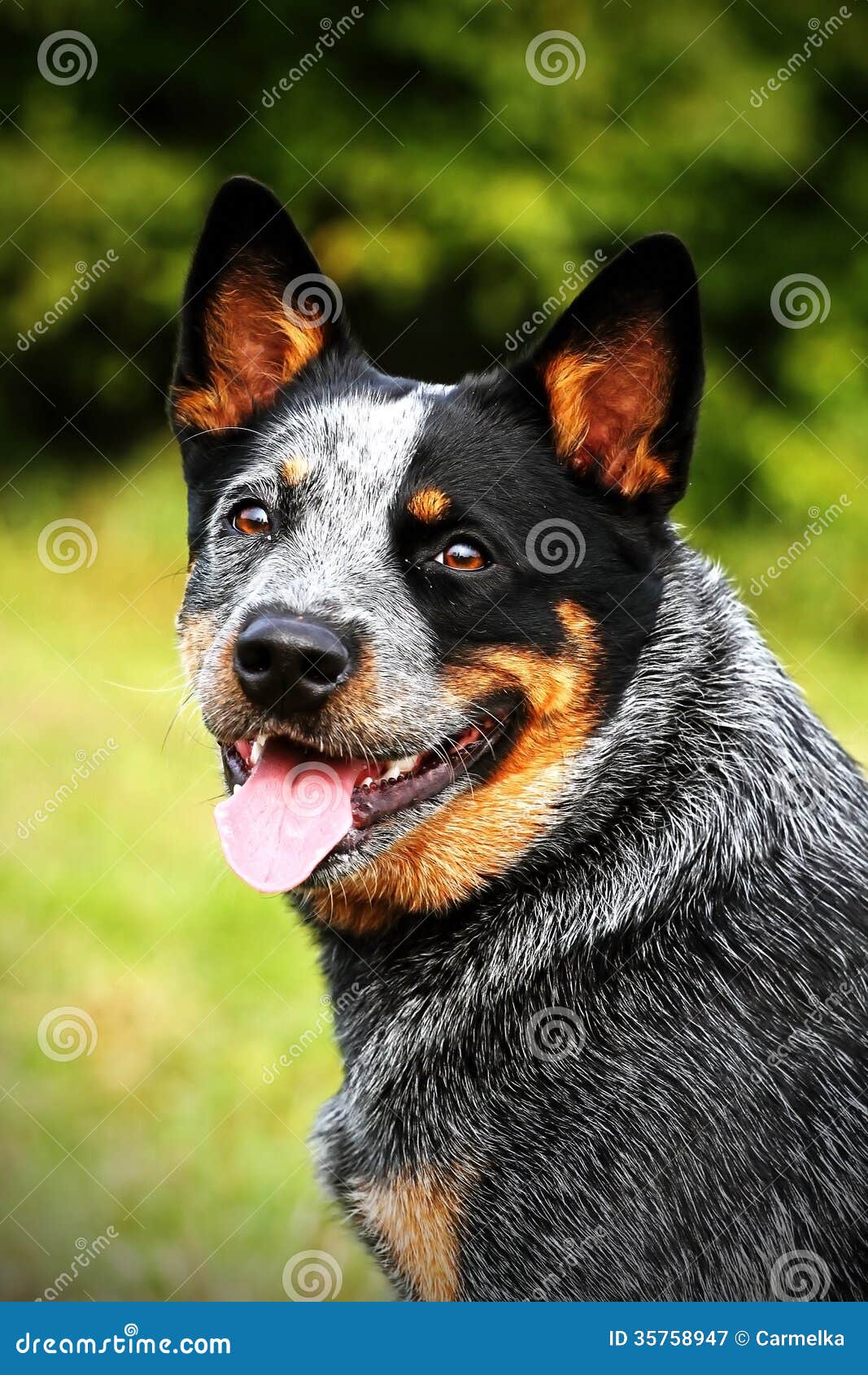 Cane Australiano Del Bestiame Del ACD Immagine Stock Immagine di cane