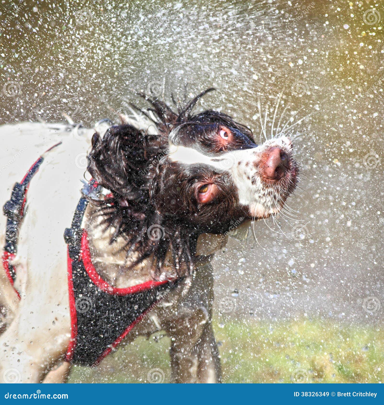 Cane Bagnato Che Scuote Testa Immagine Stock Immagine di divertimento, animale 38326349