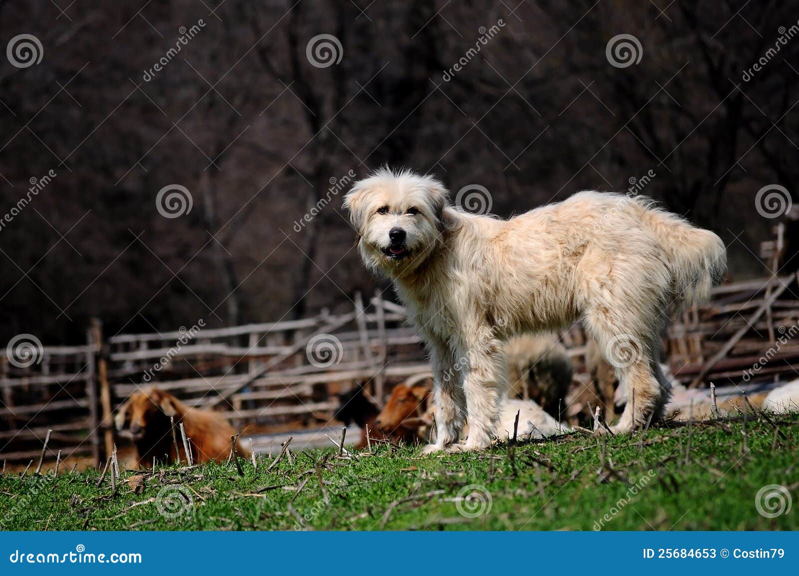 Cane Bianco Che Custodice Le Pecore Immagine Stock Immagine di