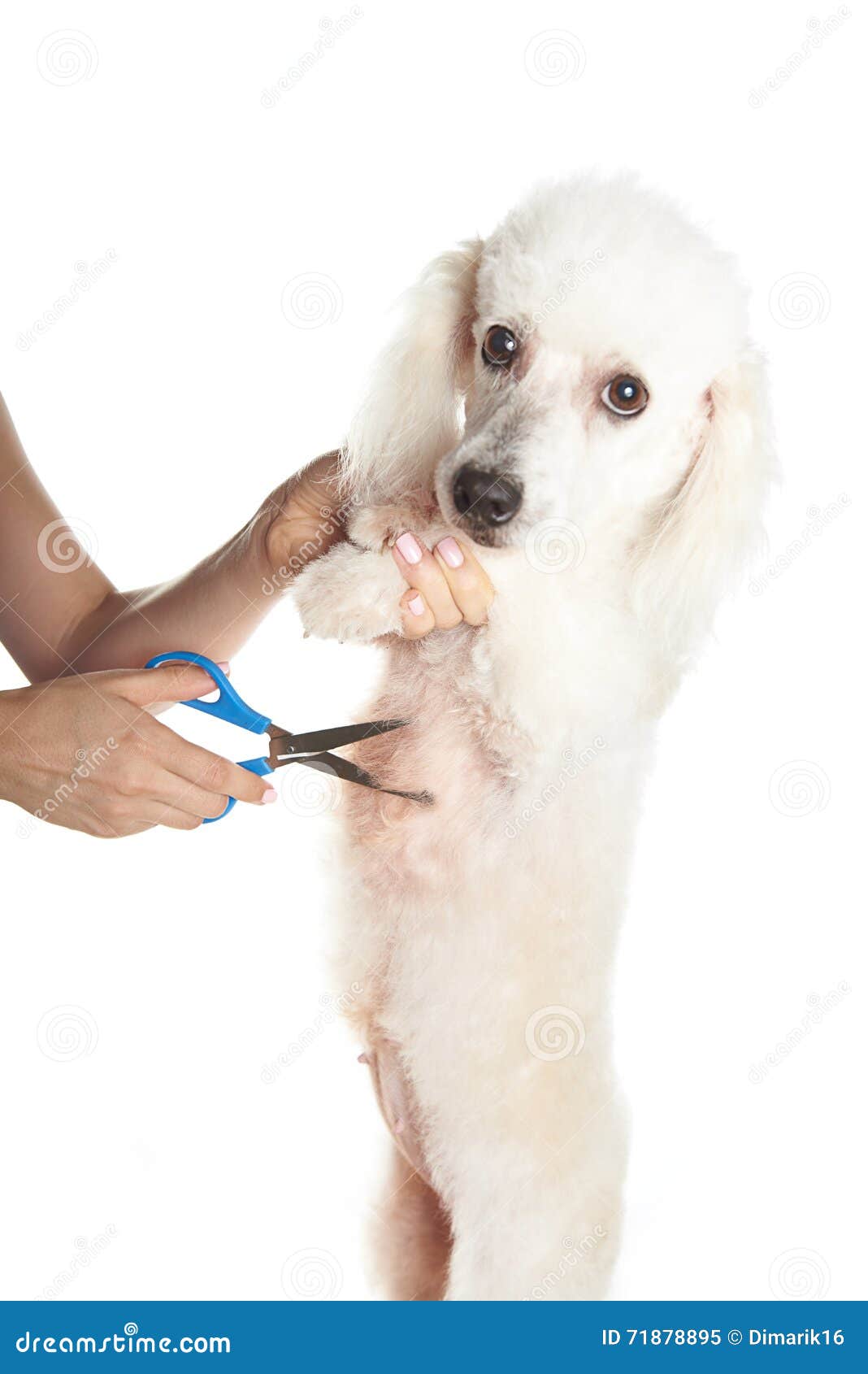 Cane Bianco Che Ottiene Il lio Dei Peli Immagine Stock Immagine Di Governare Groomer