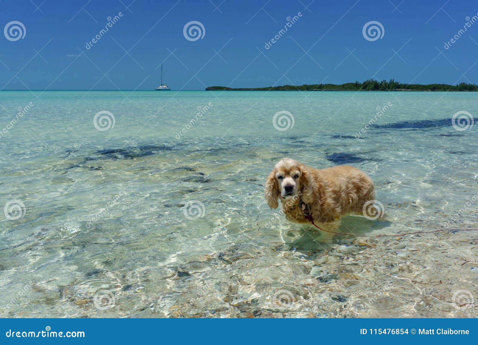 Cane che guada alla spiaggia. Eleuthera, Bahamas - cocker spaniel dai capelli lunghi sveglio va per un'acqua fresca di nuotata in chiaro su una spiaggia tropicale perfetta dell'isola dell'immagine