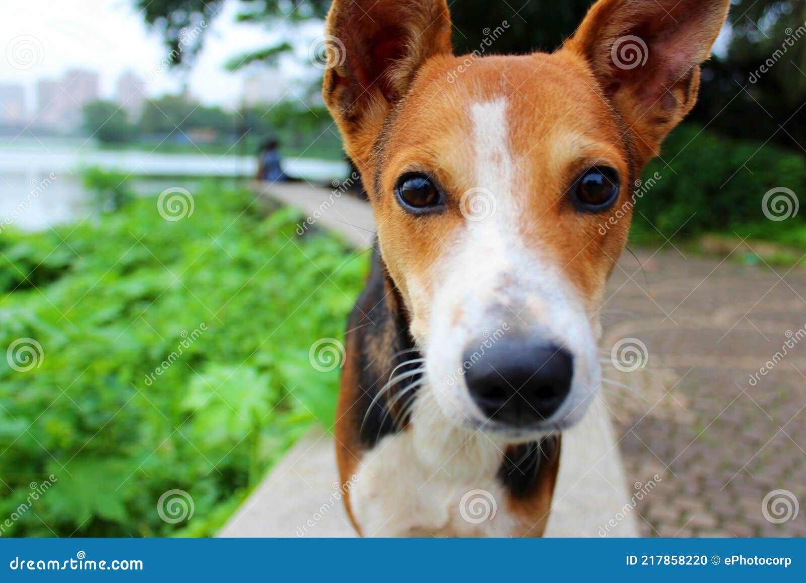 Cane Che Guarda Il Ritratto Di Chiusura Della Telecamera Fotografia Stock -  Immagine di fotocamera, fronte: 217858220