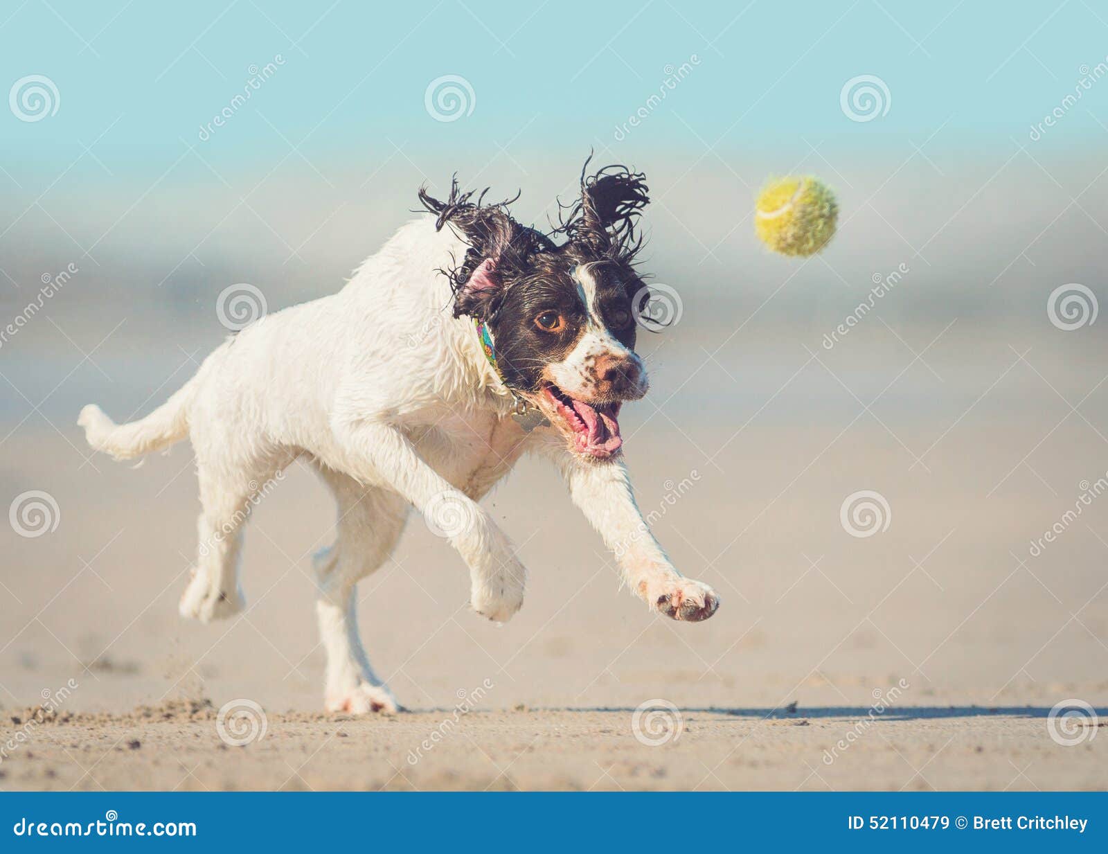Cane che insegue sfera immagine stock. Immagine di atletico - 52110479