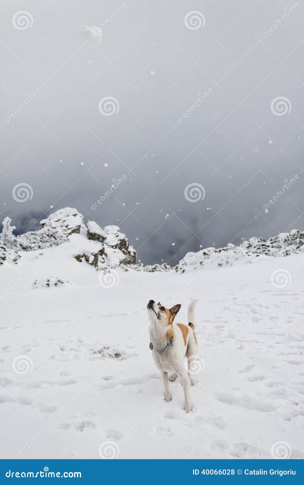 Cane Che Insegue Una Palla Di Neve Fotografia Stock - Immagine di