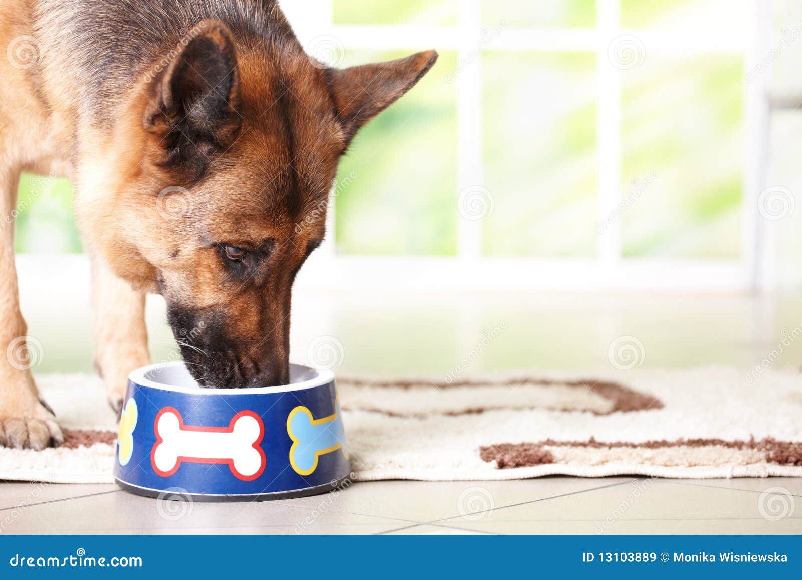Cane Che Mangia Dalla Ciotola Immagine Stock Immagine di luminoso