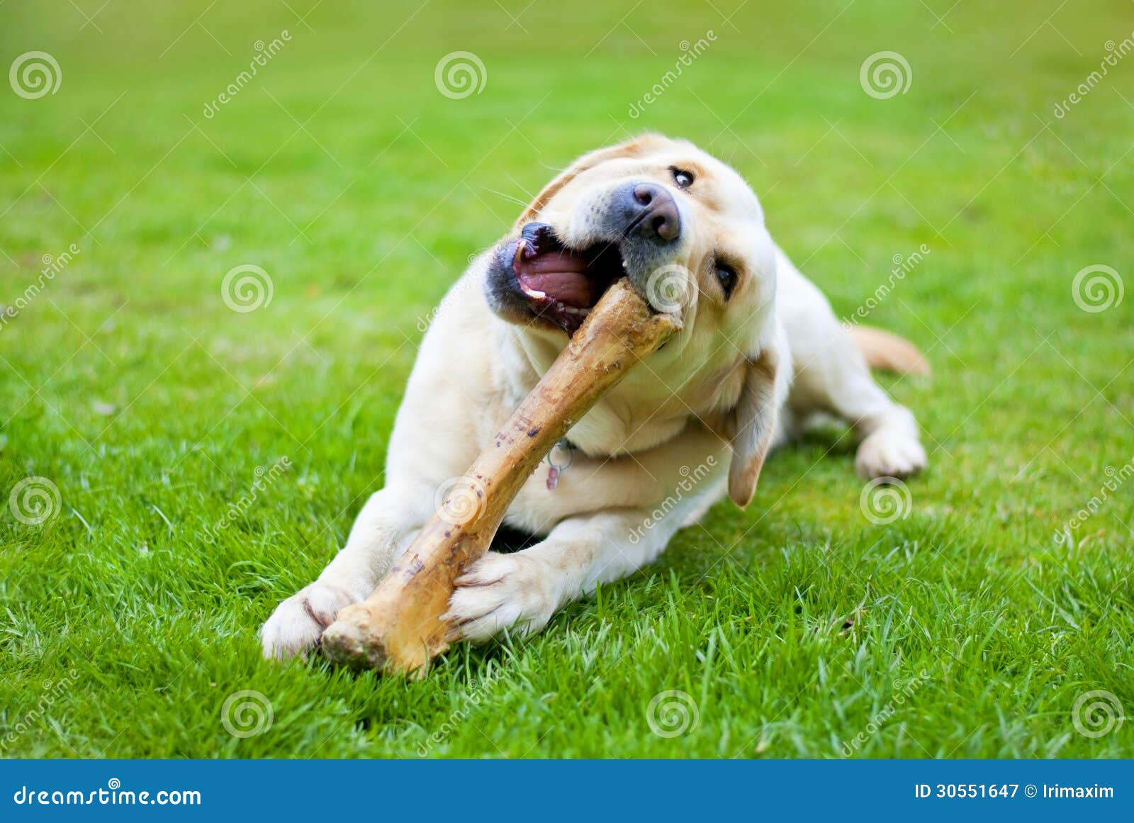 Cane con l'osso immagine stock. Immagine di pellame, piedino 30551647