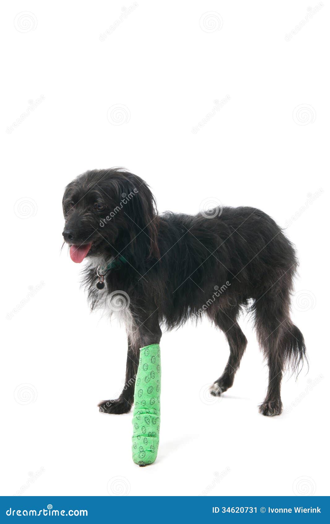Cane con la gamba rotta immagine stock. Immagine di razza 34620731