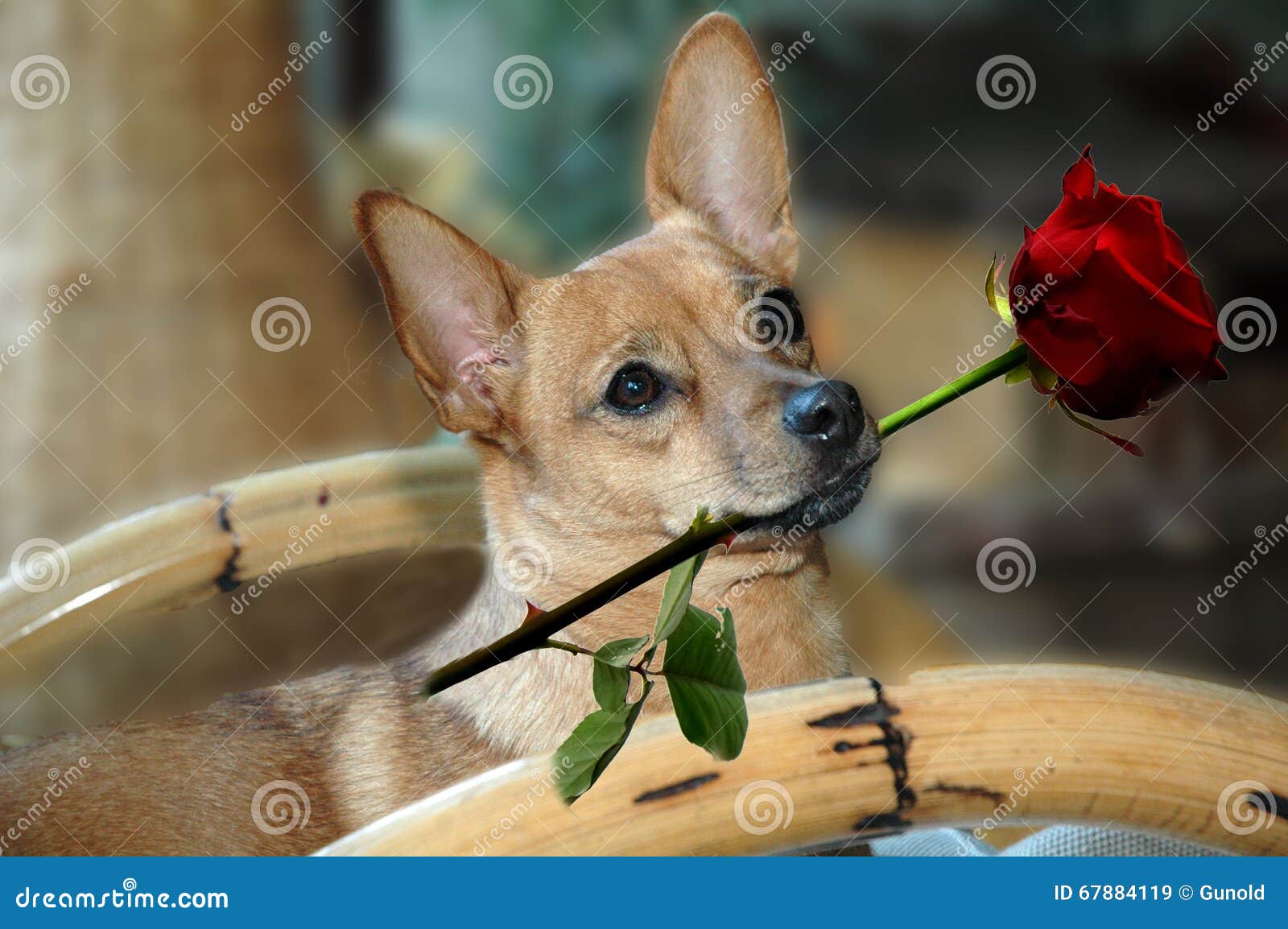 Cane con la rosa rossa immagine stock. Immagine di umore 67884119