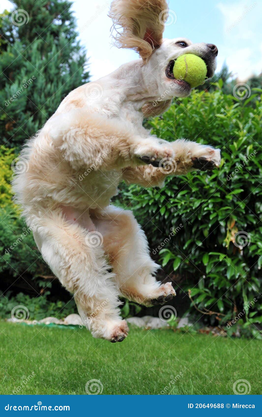Cane Con La Sfera Di Tennis Fotografia Stock Immagine di cucciolo