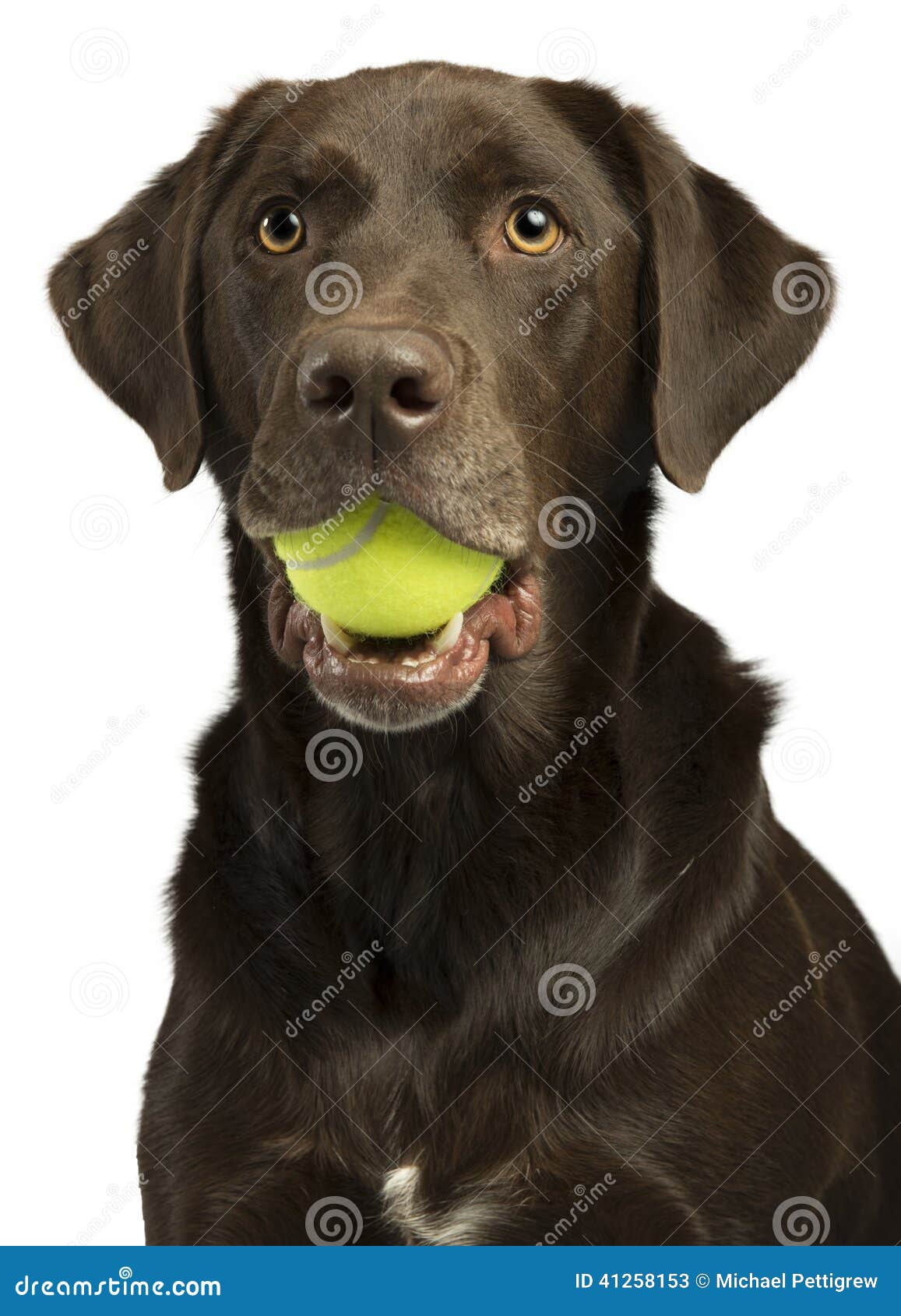 Cane Con La Sfera Di Tennis Immagine Stock Immagine di tenuta