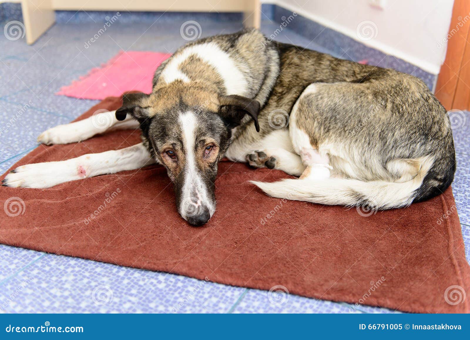 Cane con la zampa amputata immagine stock. Immagine di dolore 66791005