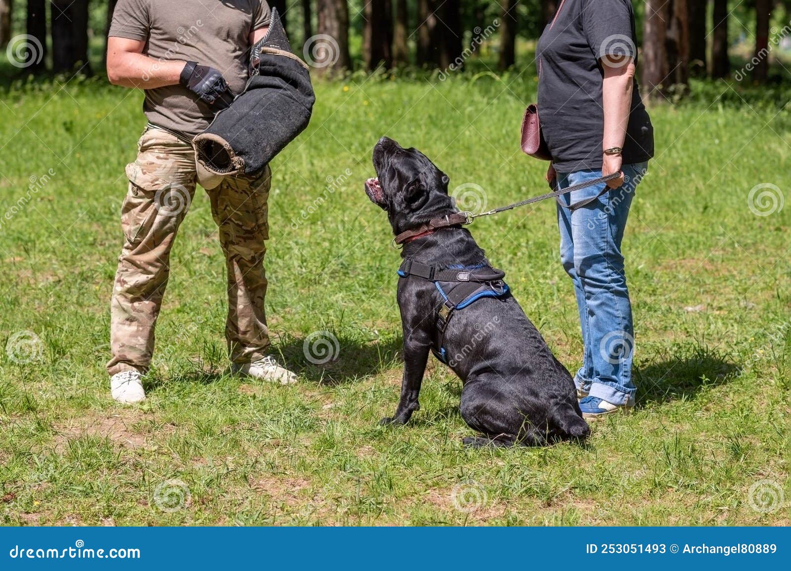 Cane Corso Attacking Dog Handler during Aggression Training. Stock