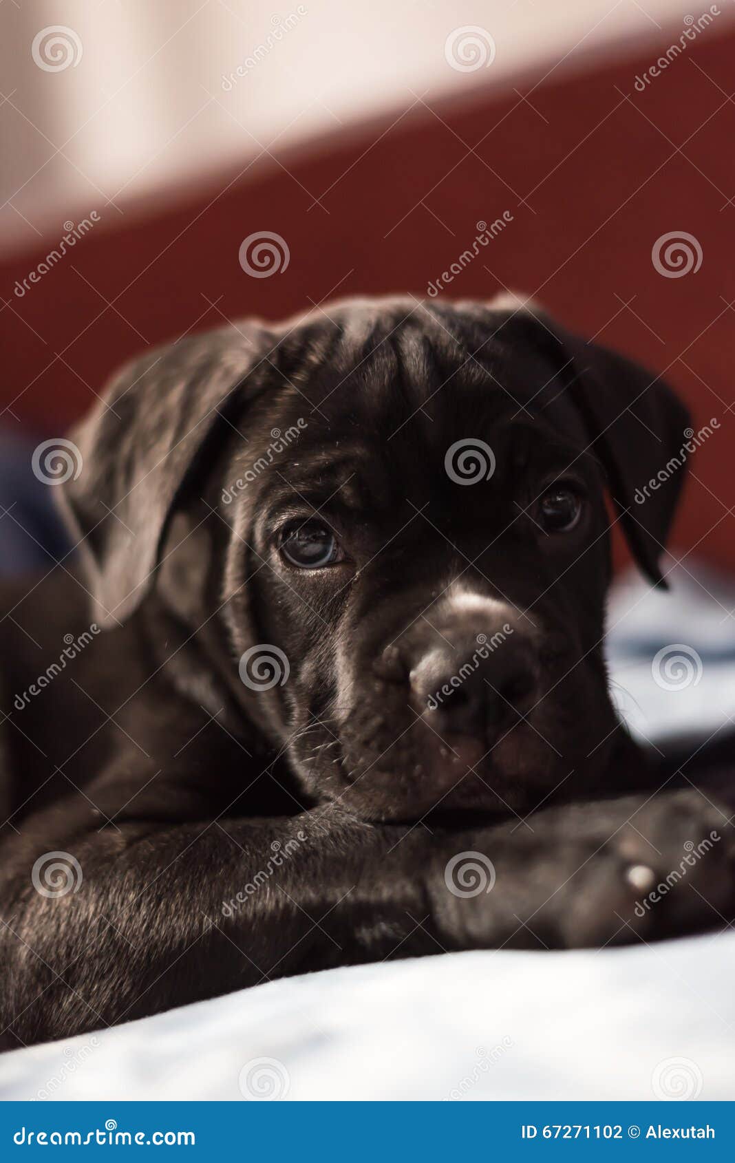 Cane Corso Breed Puppy, Young Dog Stock Photo Image of black, cane